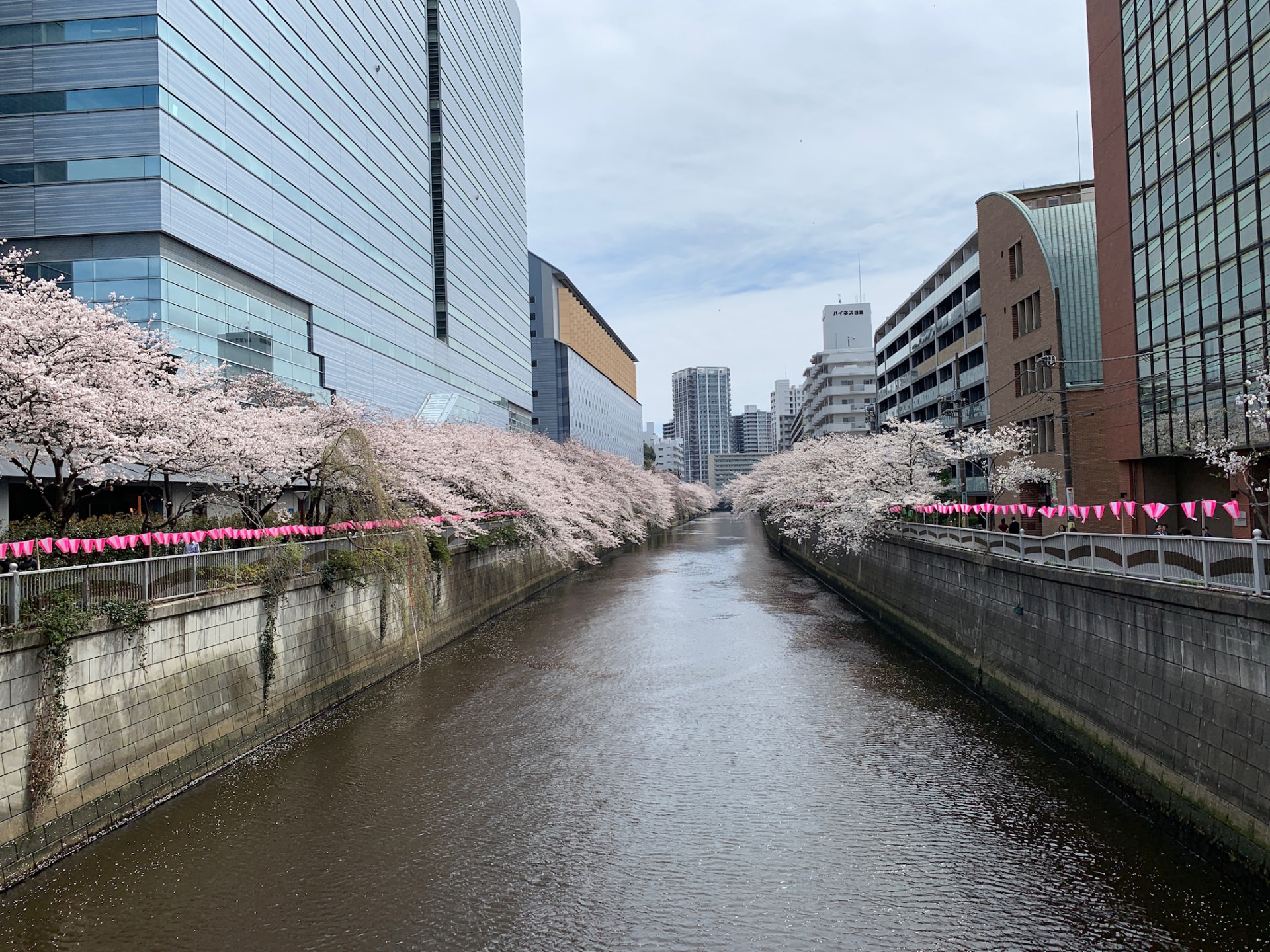 Cherry trees lining both banks of the Meguro River between Tokyo buildings