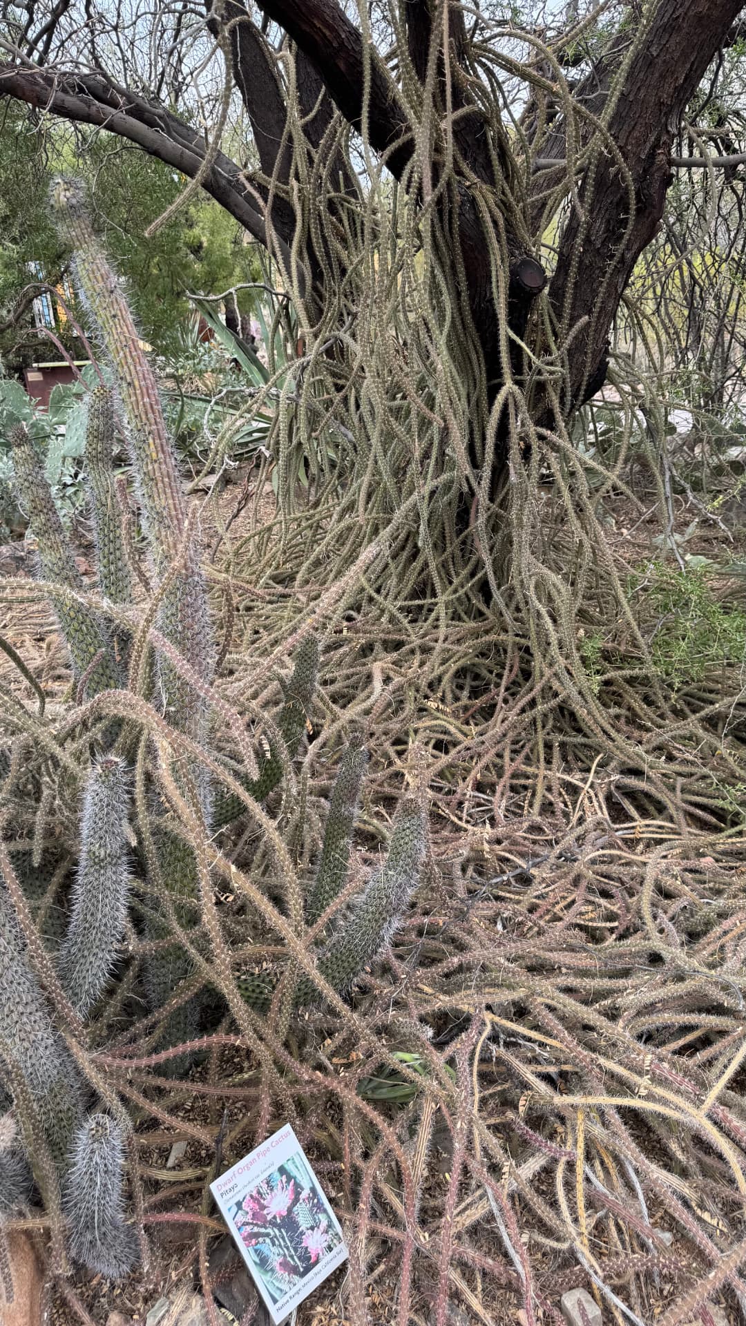 Saguaro National Park and Tucson travel photograph 42