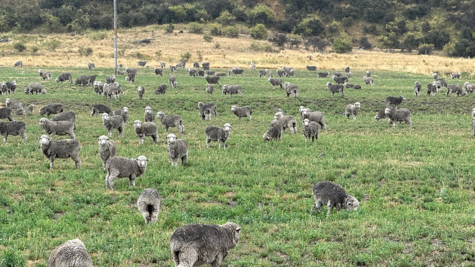 A large herd of sheep grazing across a wide field that slopes up toward a bushy hillside