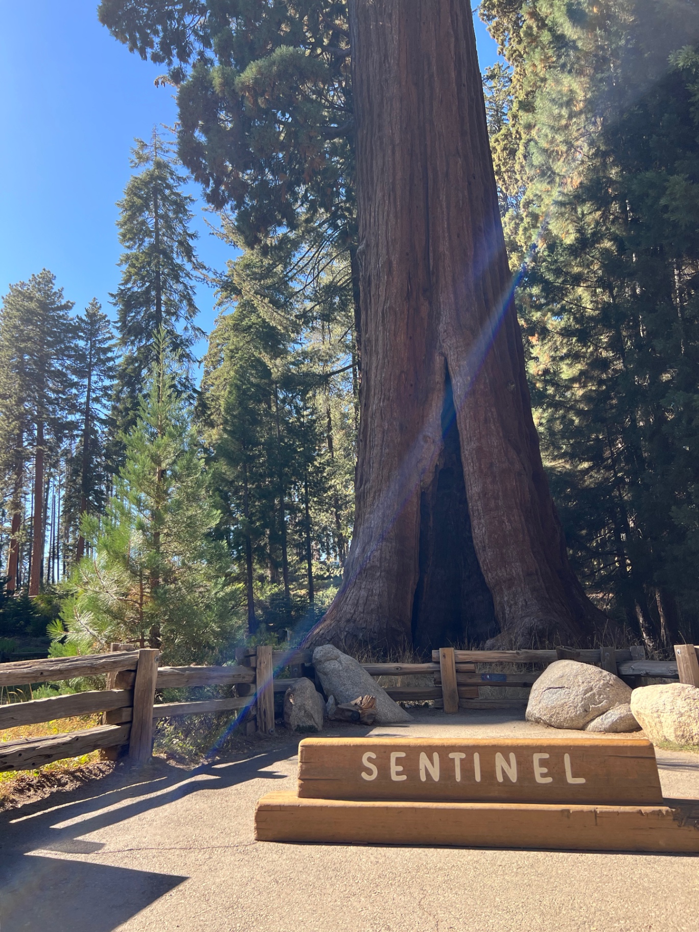 The Sentinel Tree behind its wooden name marker at the Giant Forest Museum