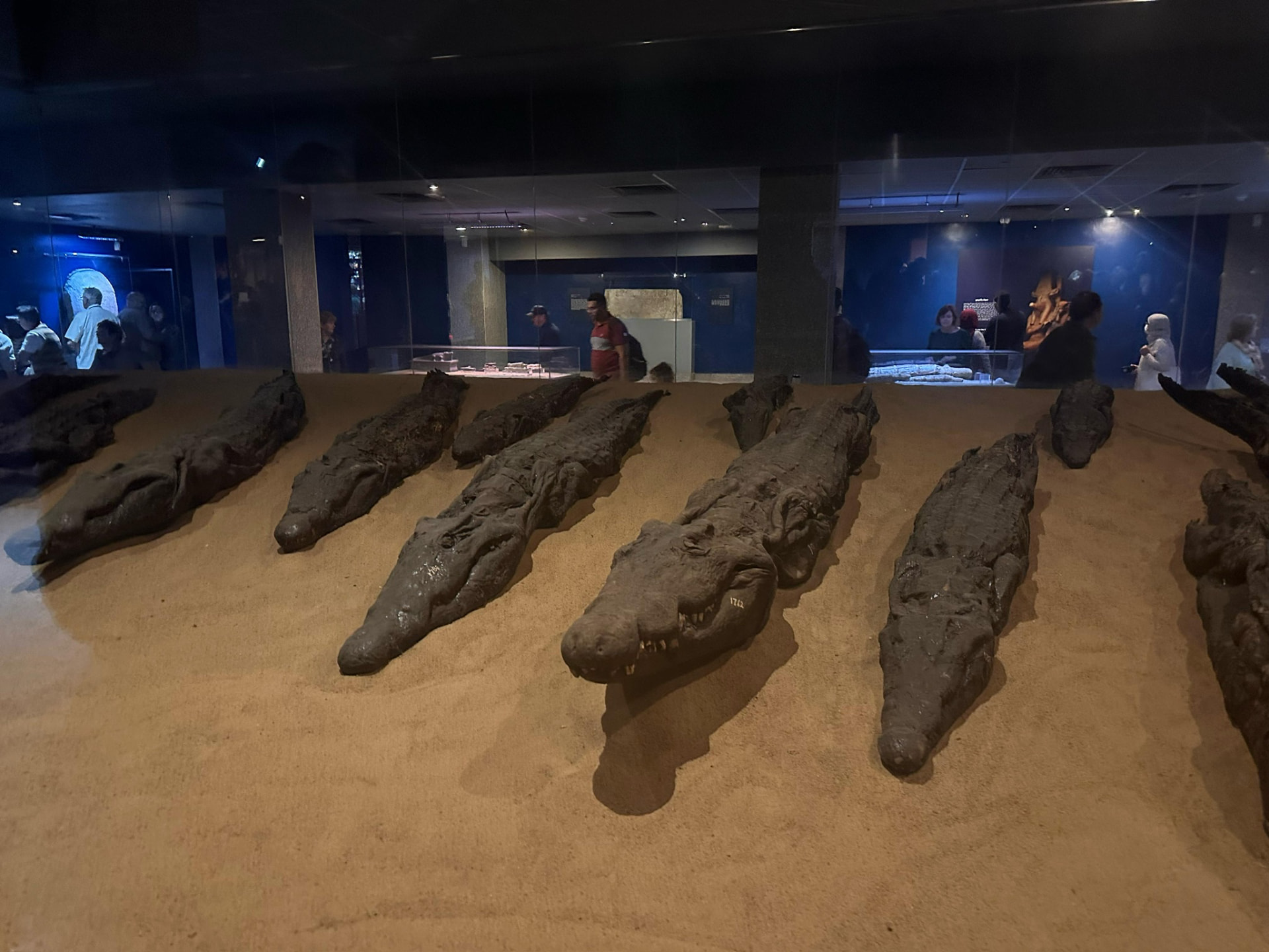 Rows of mummified crocodiles laid out on sand in a dimly lit museum case