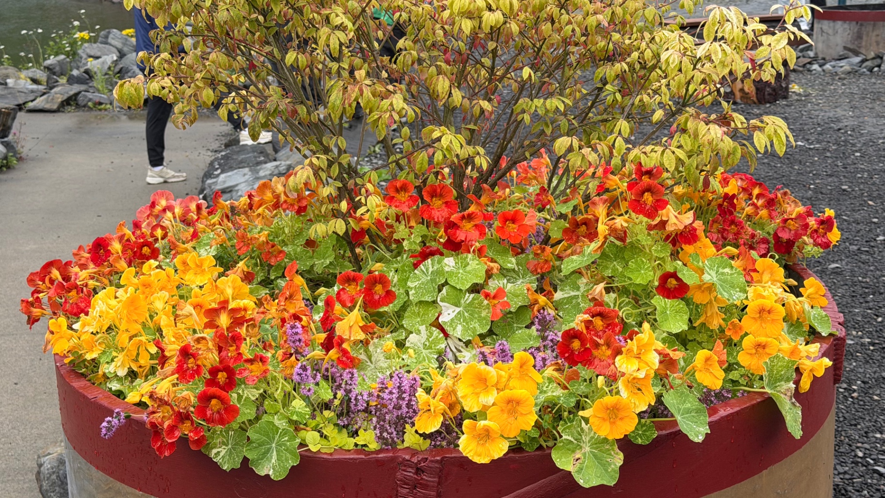 A large red barrel planter filled with red, orange and yellow nasturtiums beside the water in Ketchikan