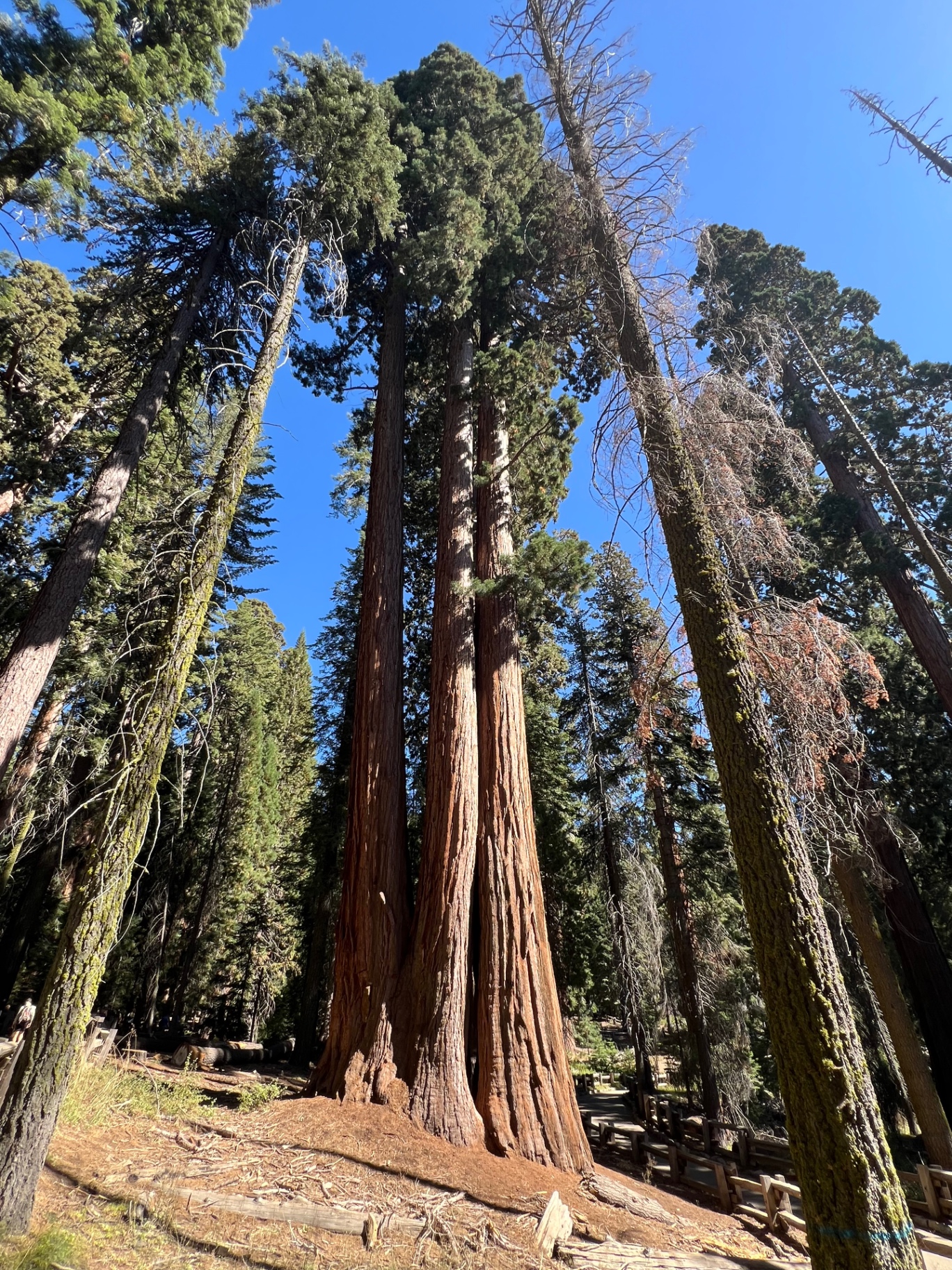 Looking up the length of a giant sequoia trunk into a bright blue sky