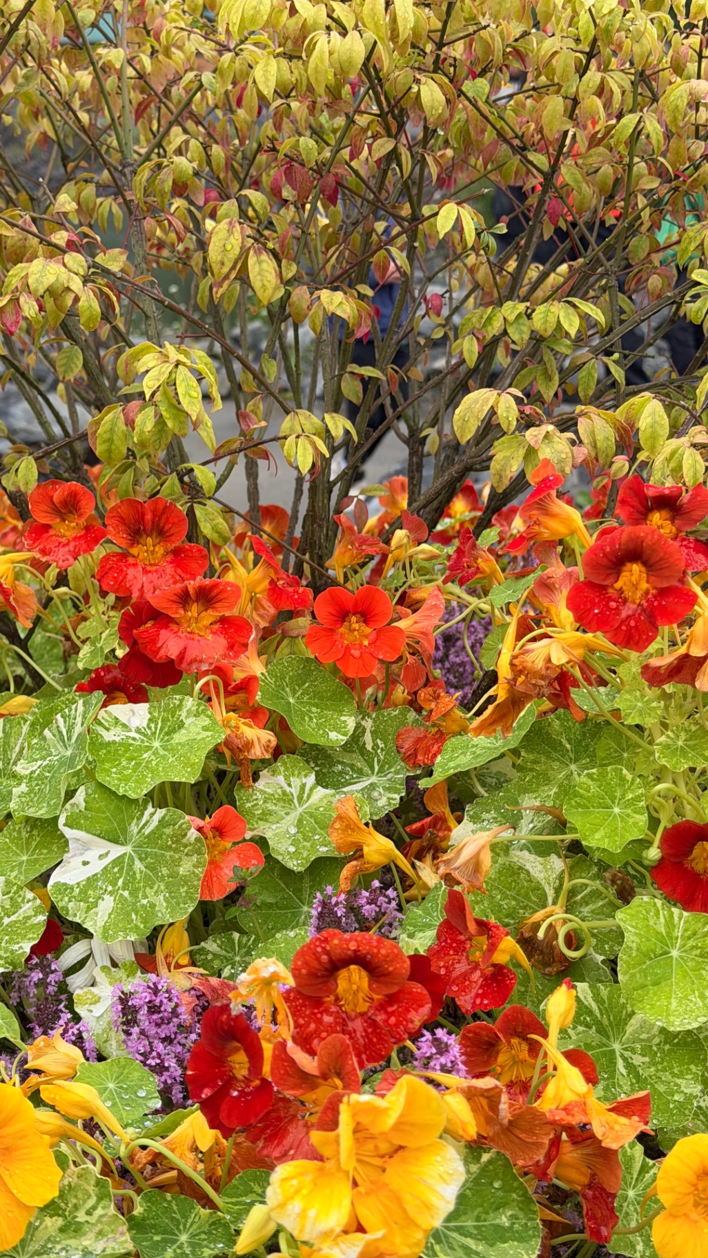 Close view of rain-speckled red and orange nasturtium flowers and round green leaves