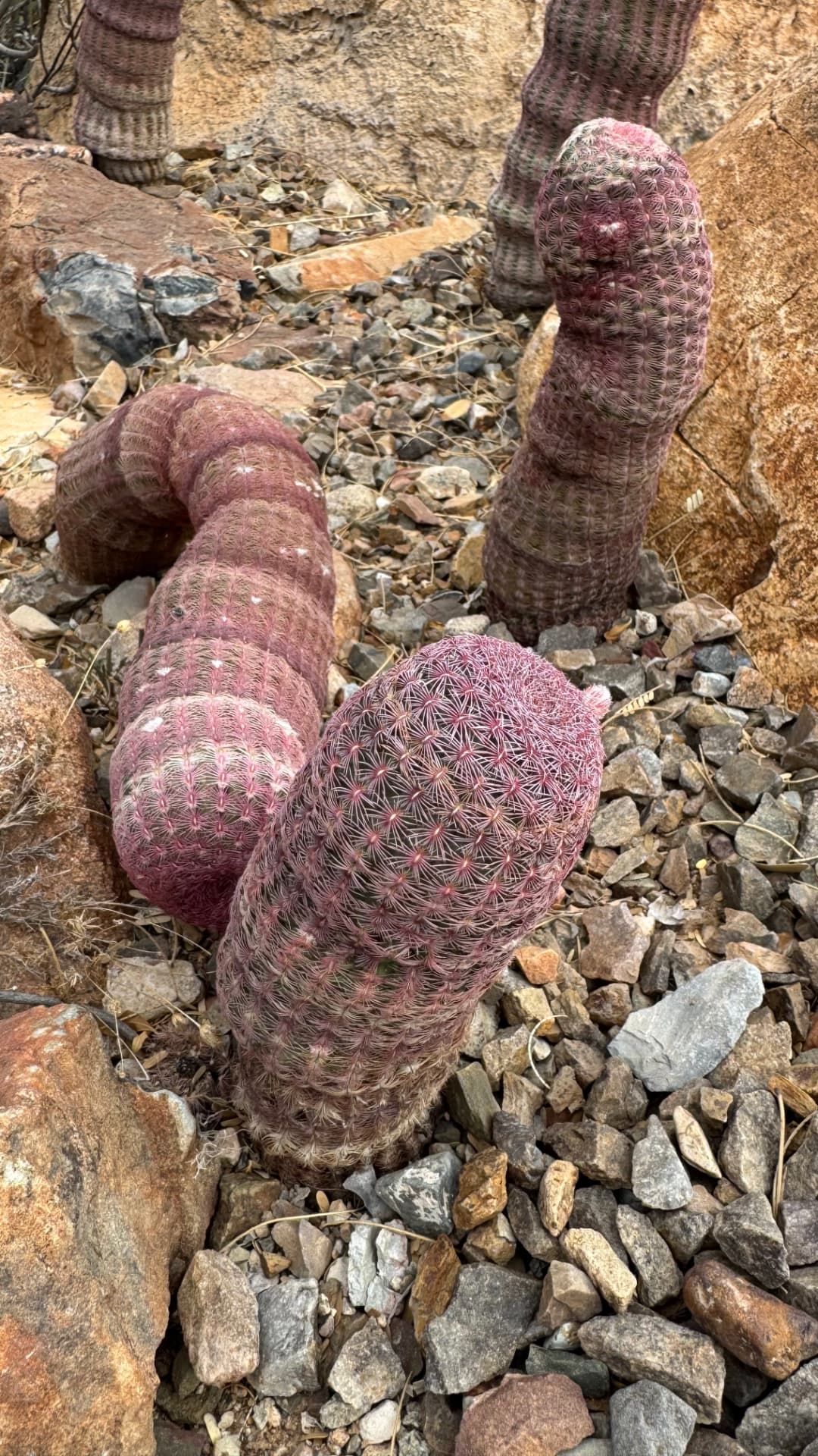 Saguaro National Park and Tucson travel photograph 44
