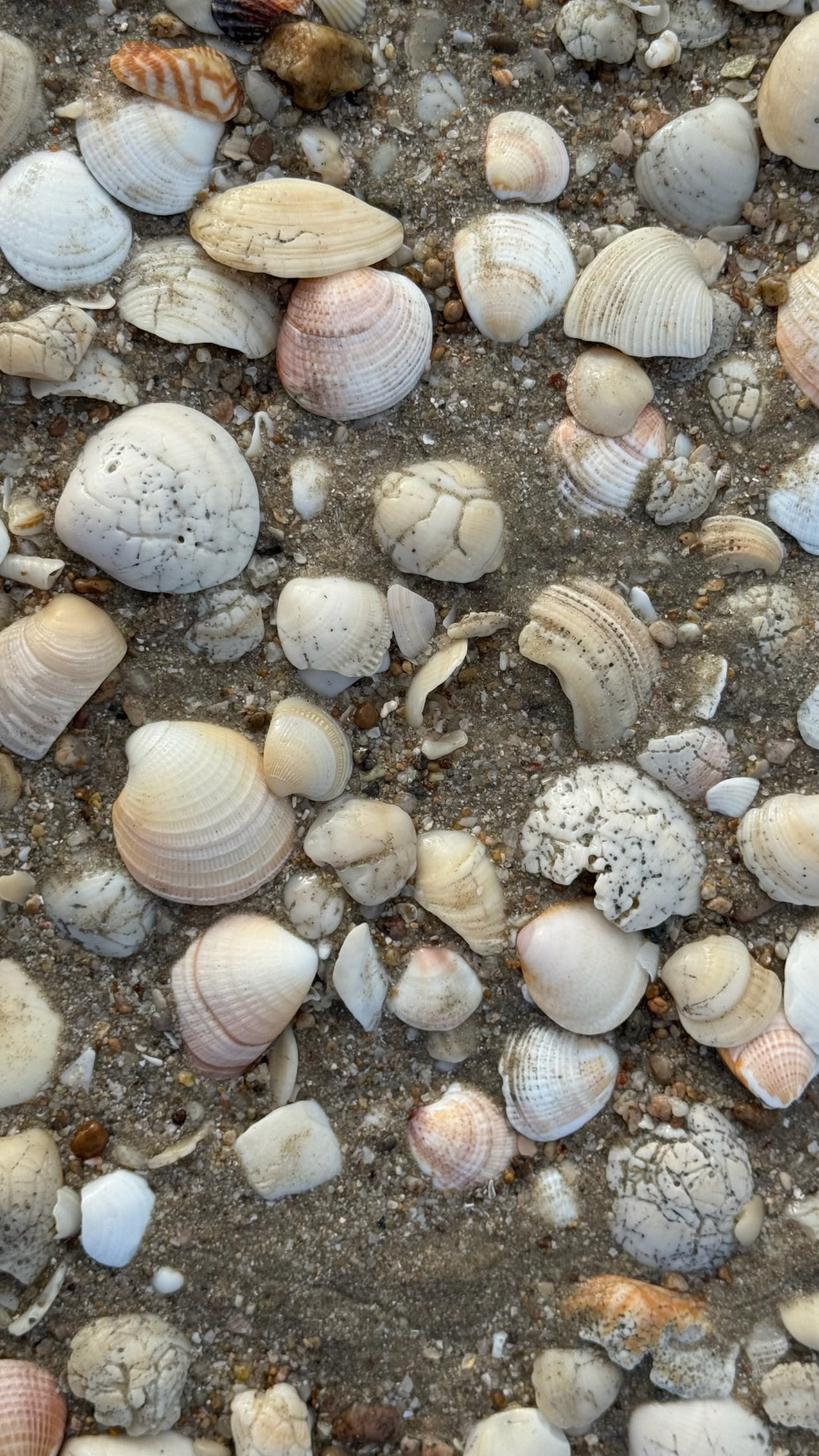 Small shells scattered across wet beach sand