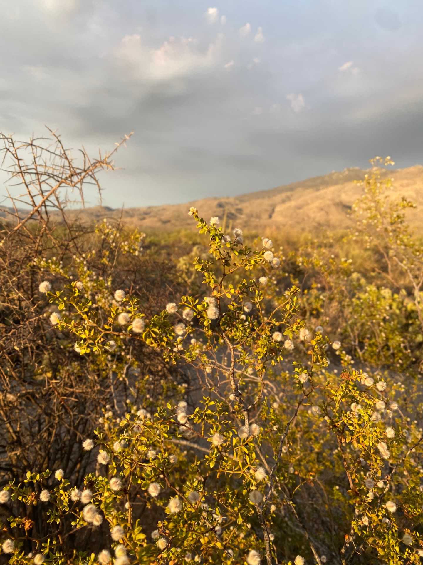 Saguaro National Park and Tucson travel photograph 9
