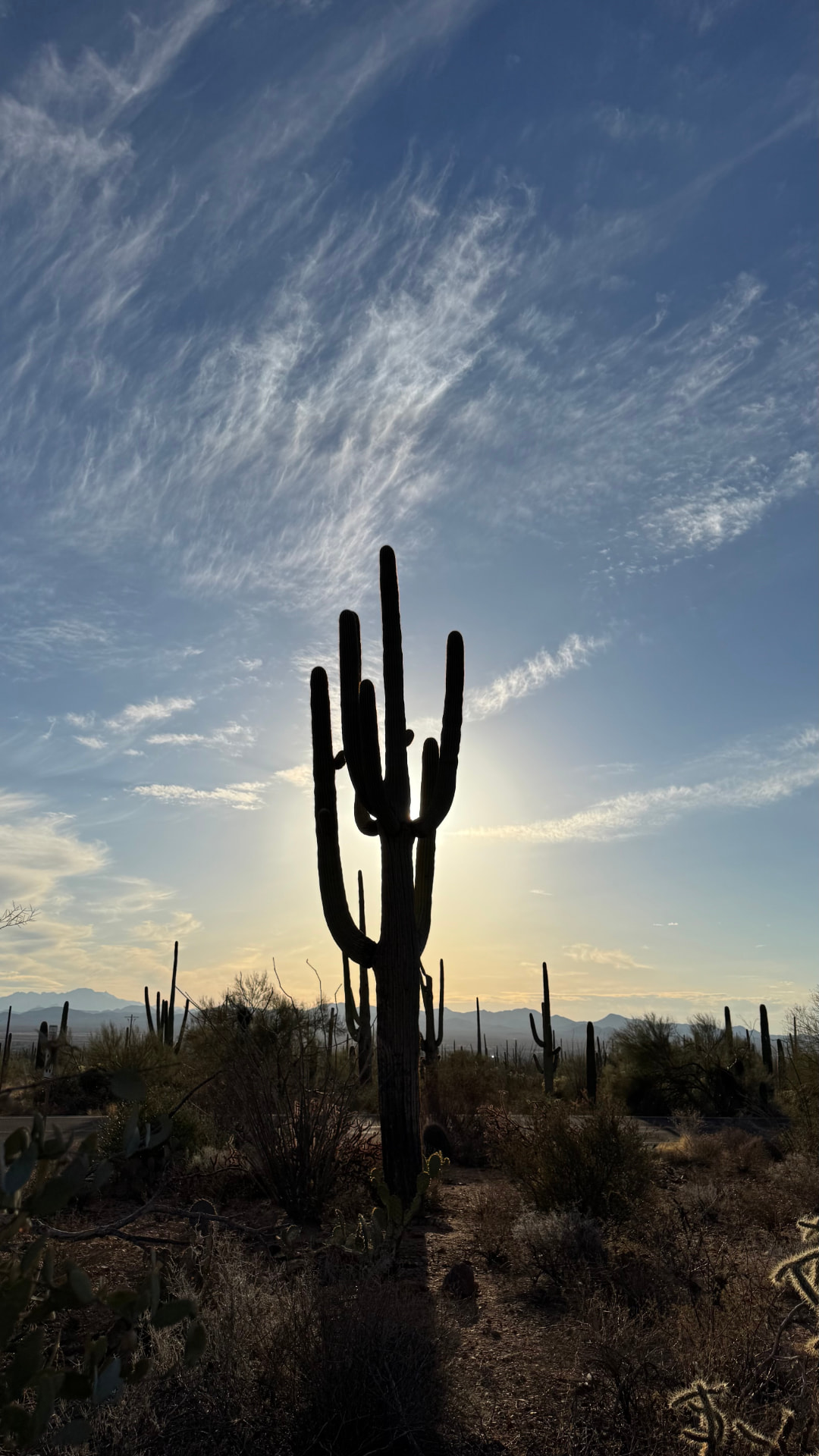 Saguaro silhouette