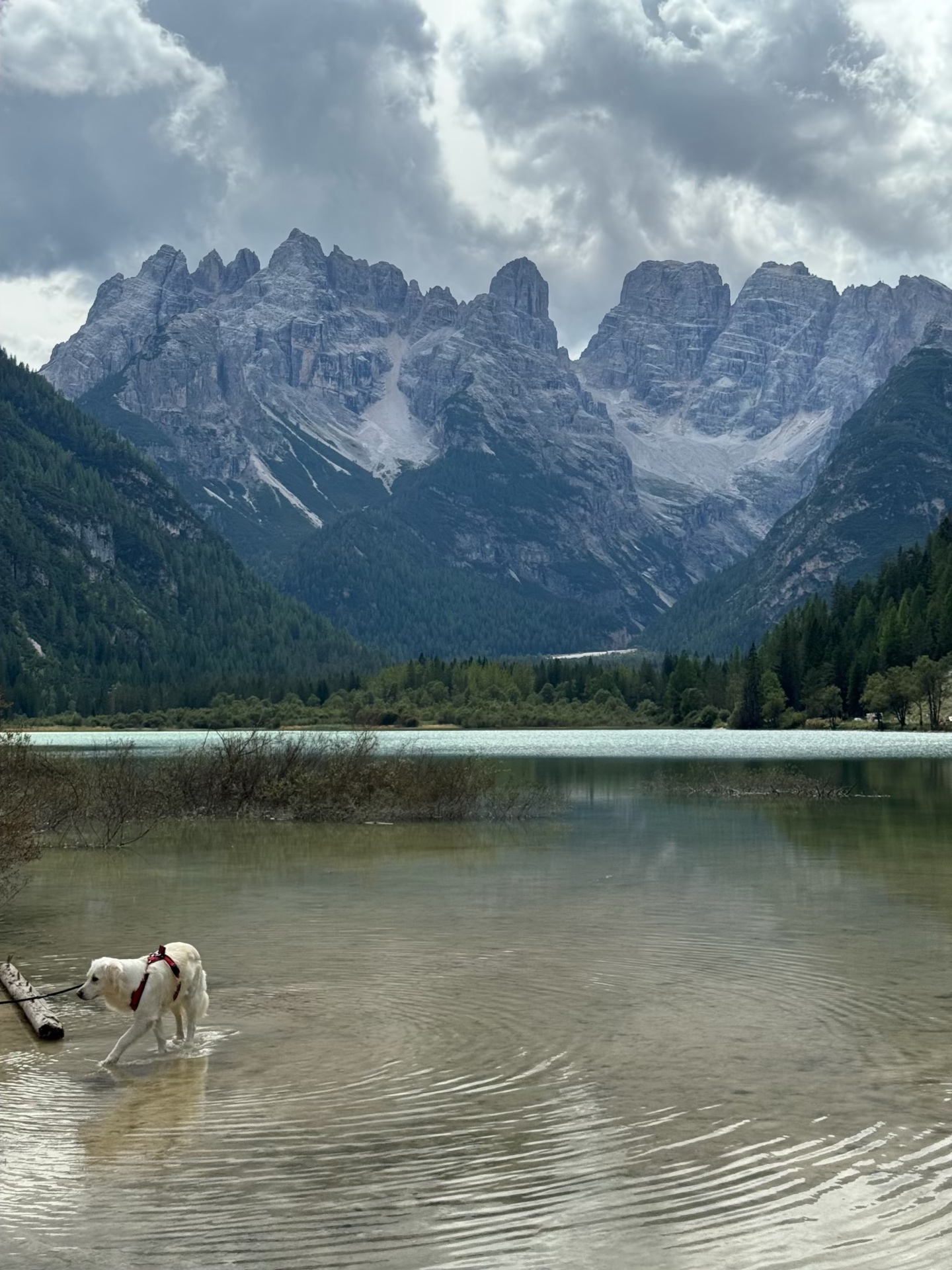 A white dog wading at the edge of an alpine lake beneath rugged mountains