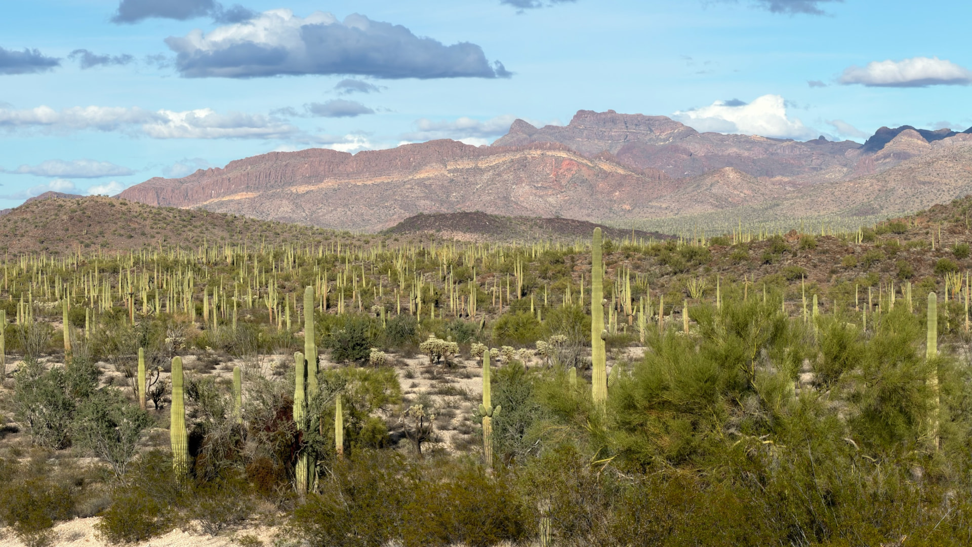 Sonoran Desert mountains and a forest of tall saguaro cacti