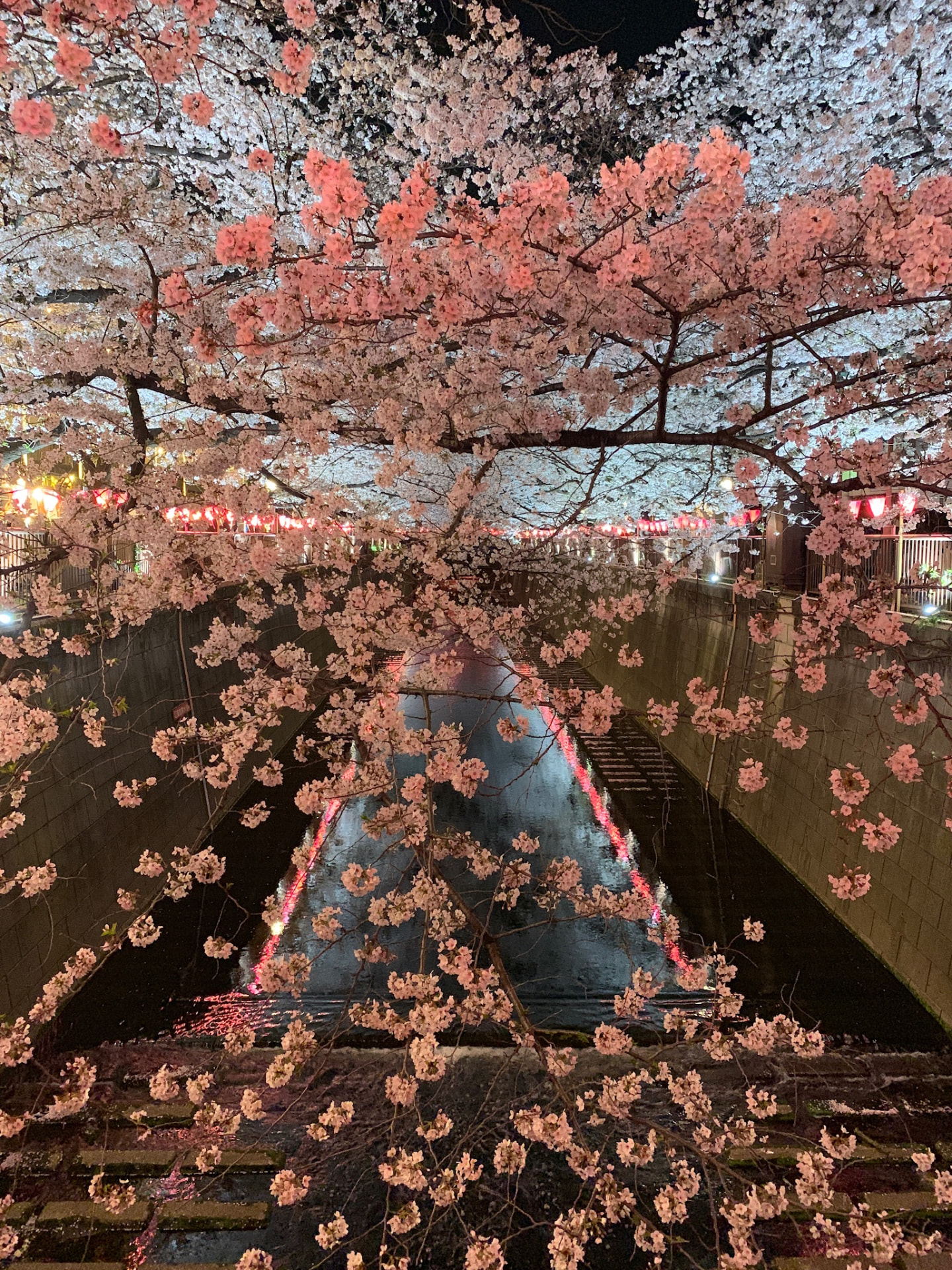 Pink-lit cherry branches filling the view above reflections in the Meguro River