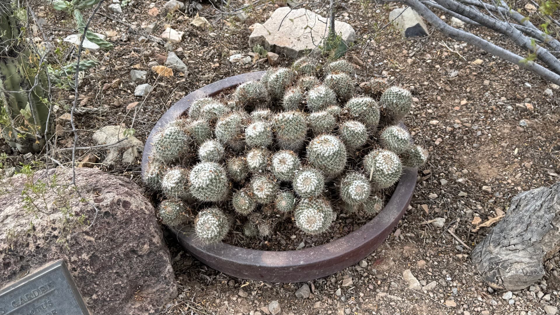 Saguaro National Park and Tucson travel photograph 35