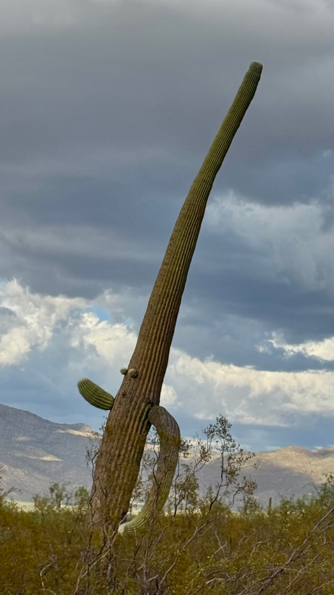 Saguaro National Park and Tucson travel photograph 21