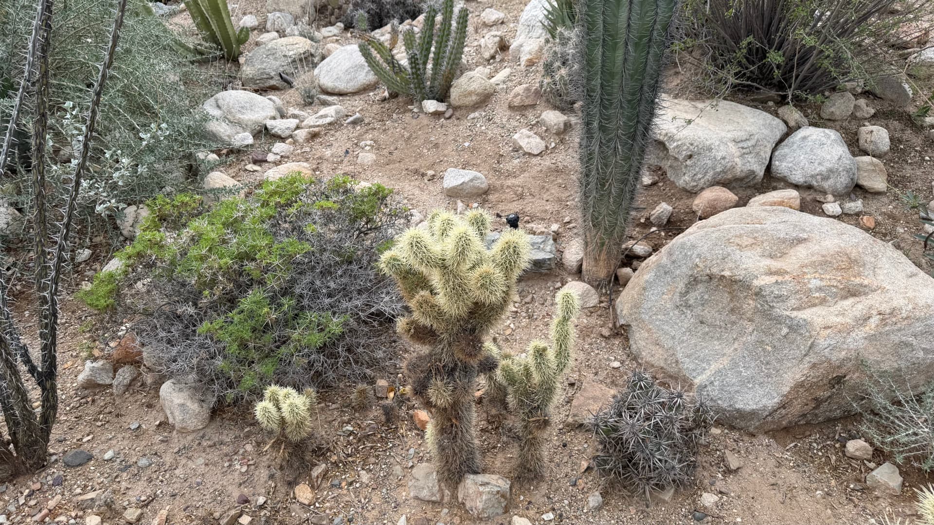 Saguaro National Park and Tucson travel photograph 34