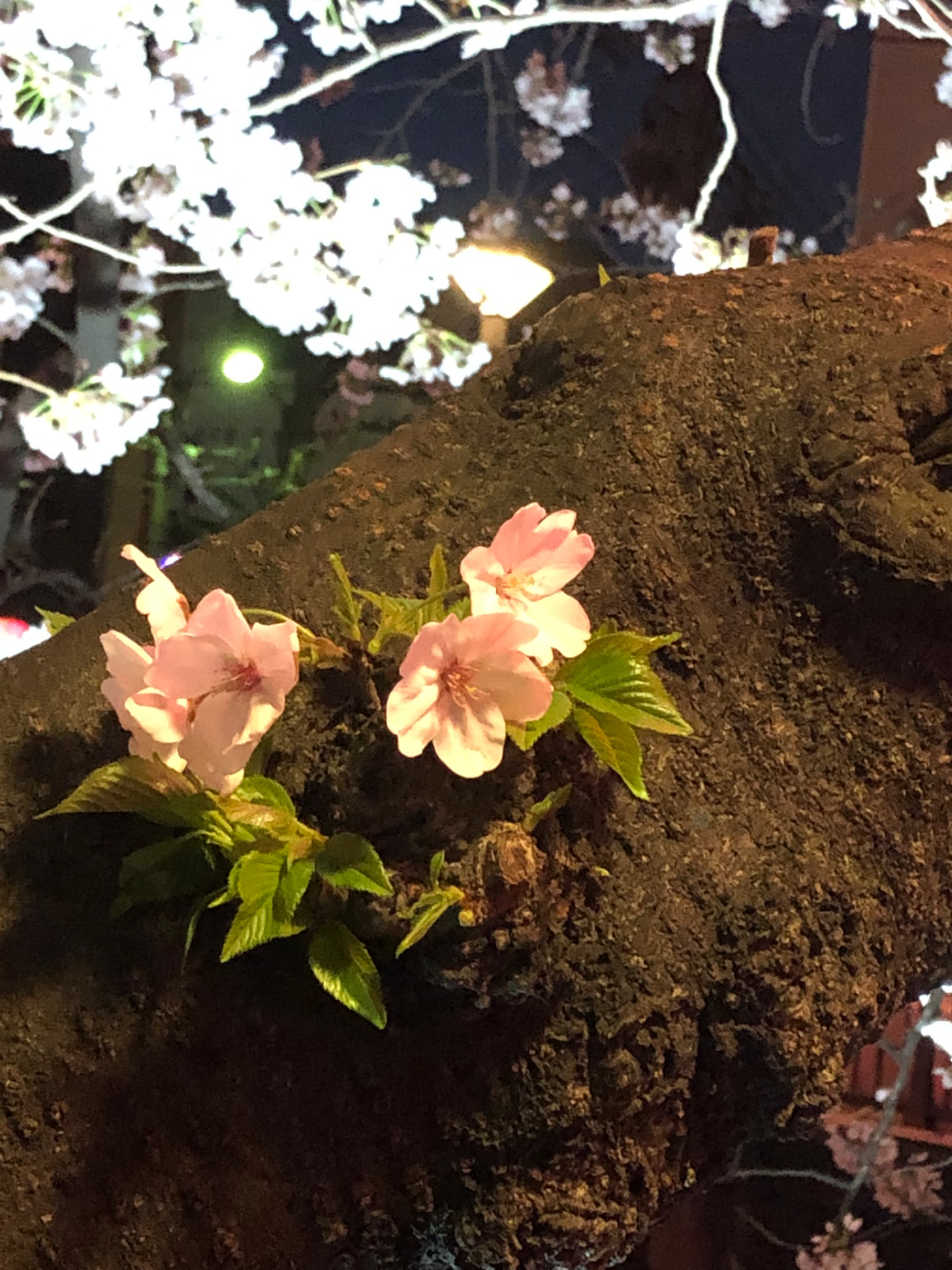Small pink cherry blossoms growing from the trunk of an old tree at night