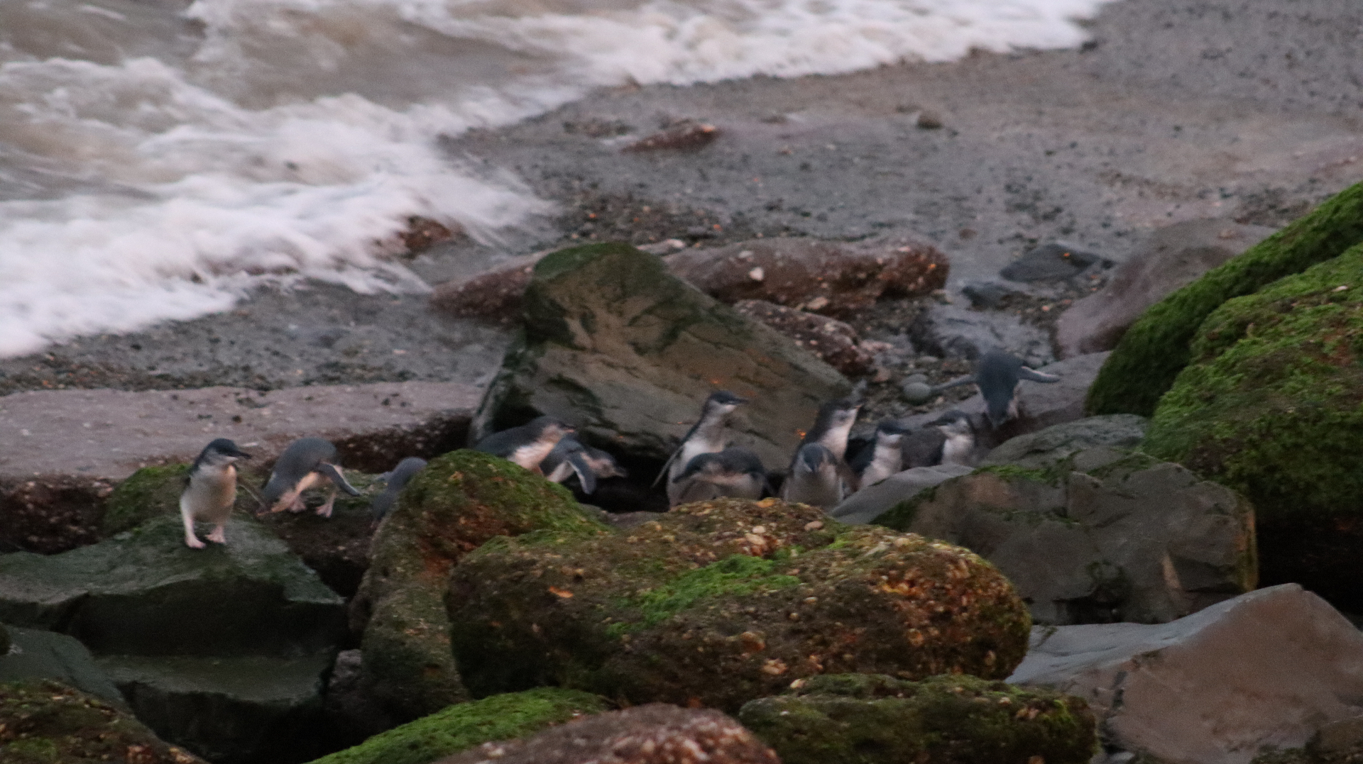 A colony of little blue penguins scattered across dark mossy rocks on a rugged shoreline at twilight
