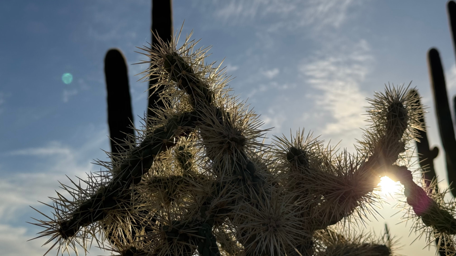 Saguaro National Park and Tucson travel photograph 53