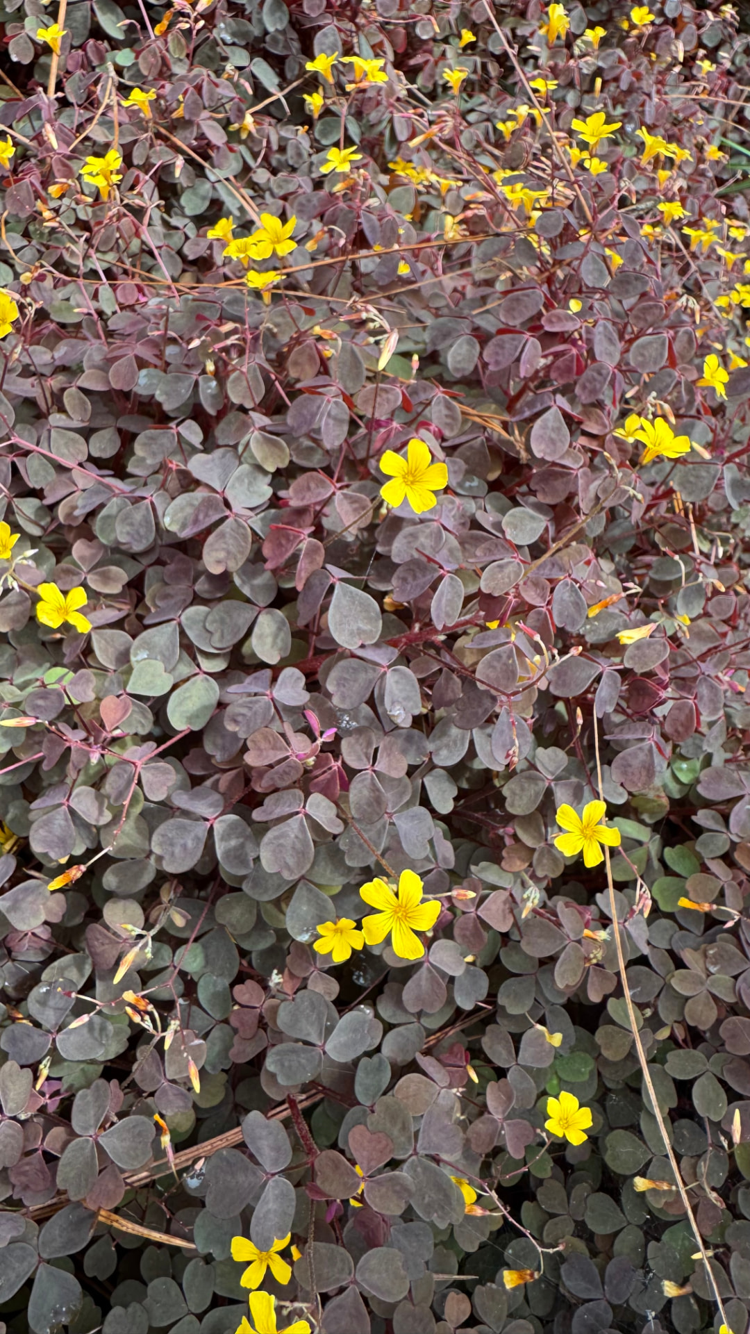 Yellow flowers in Kota Kinabalu, 2025