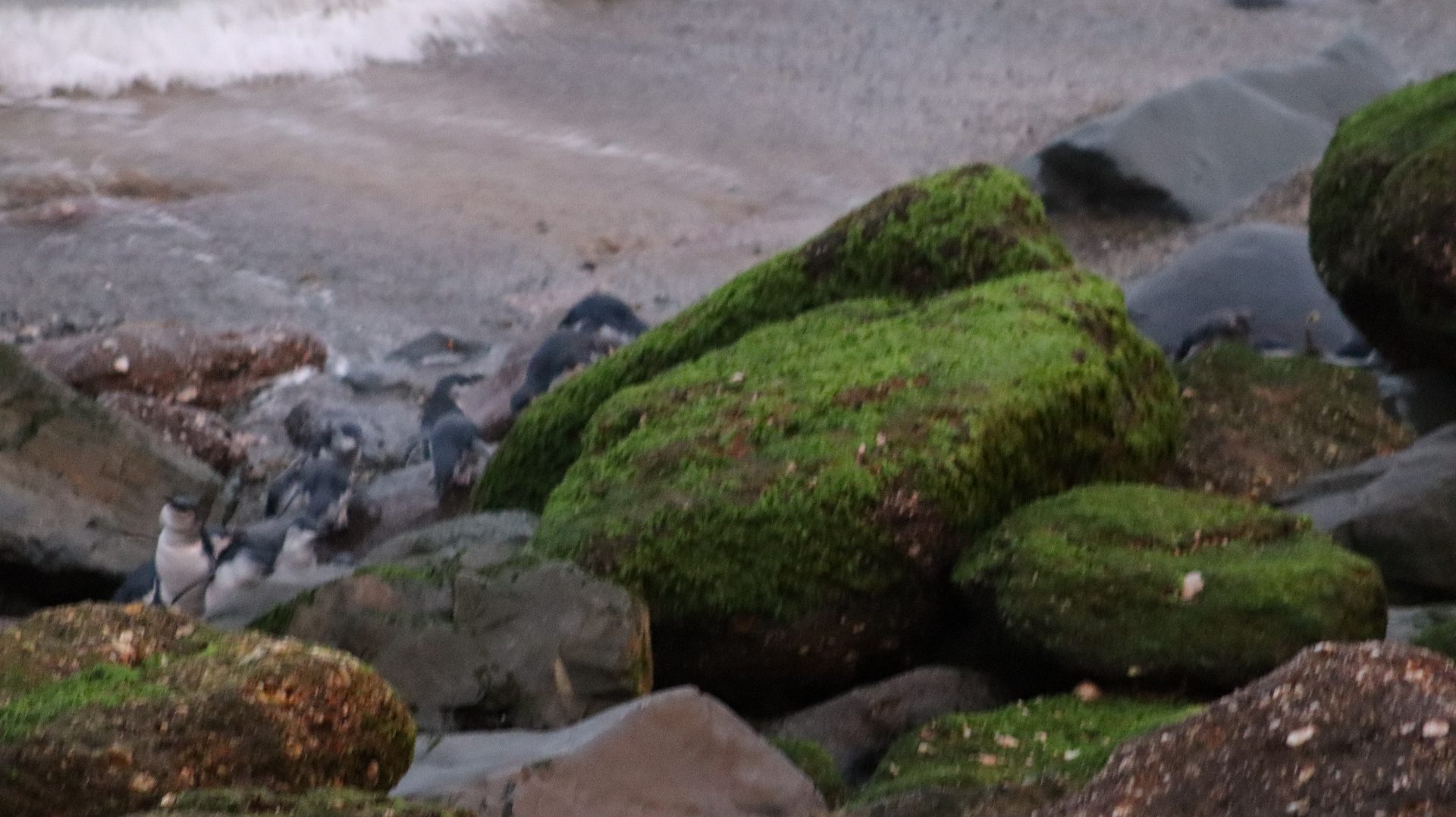 Little blue penguins moving among moss-covered rocks on a dim shoreline, with a small wave breaking