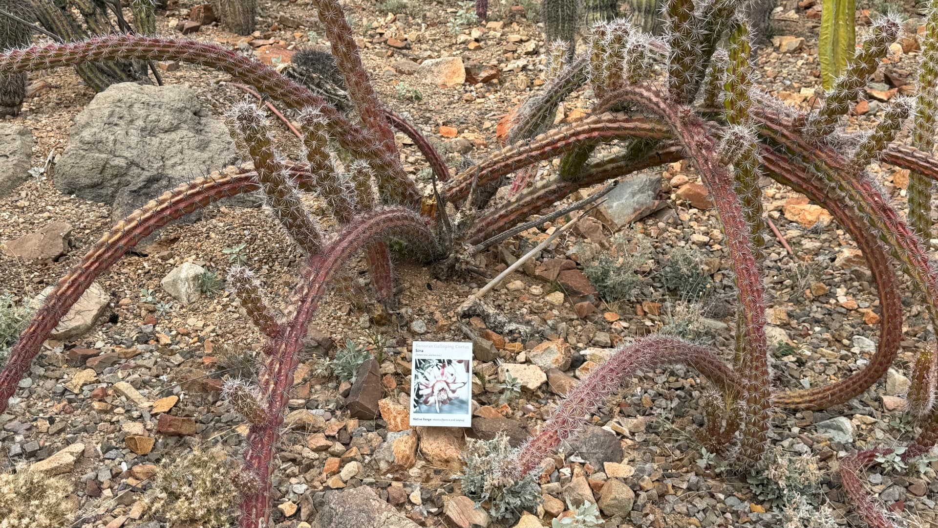 Saguaro National Park and Tucson travel photograph 47