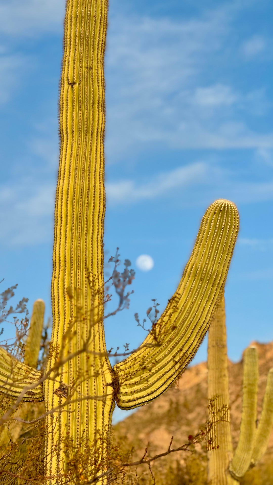 Moonrise beside a saguaro