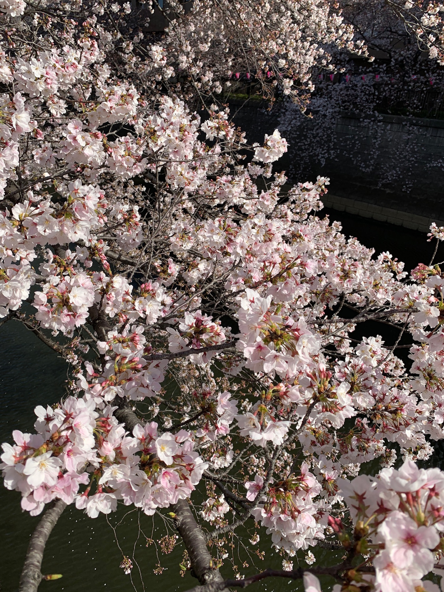 Dense pale-pink cherry blossoms reaching across the dark river