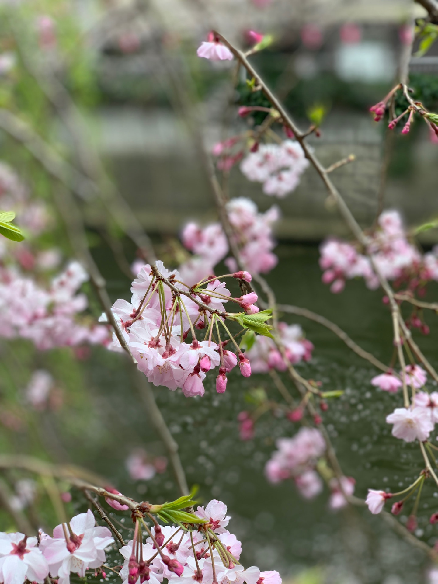 Delicate hanging pink blossoms in shallow focus beside the river