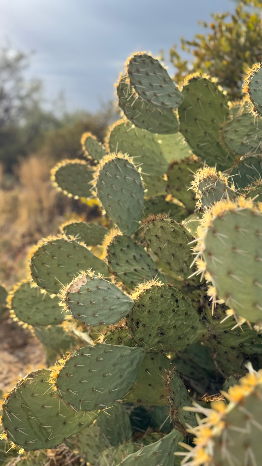 Saguaro National Park and Tucson travel photograph 22