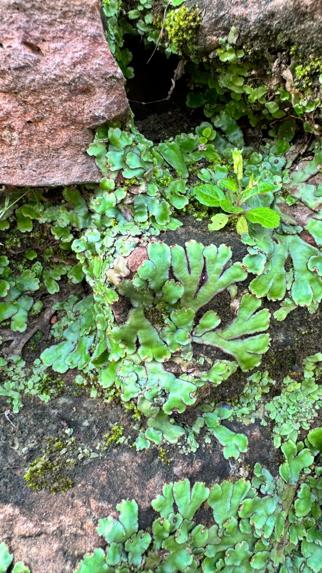 Small green plants grow between the weathered ancient bricks. — Kushinagar, Uttar Pradesh, India.