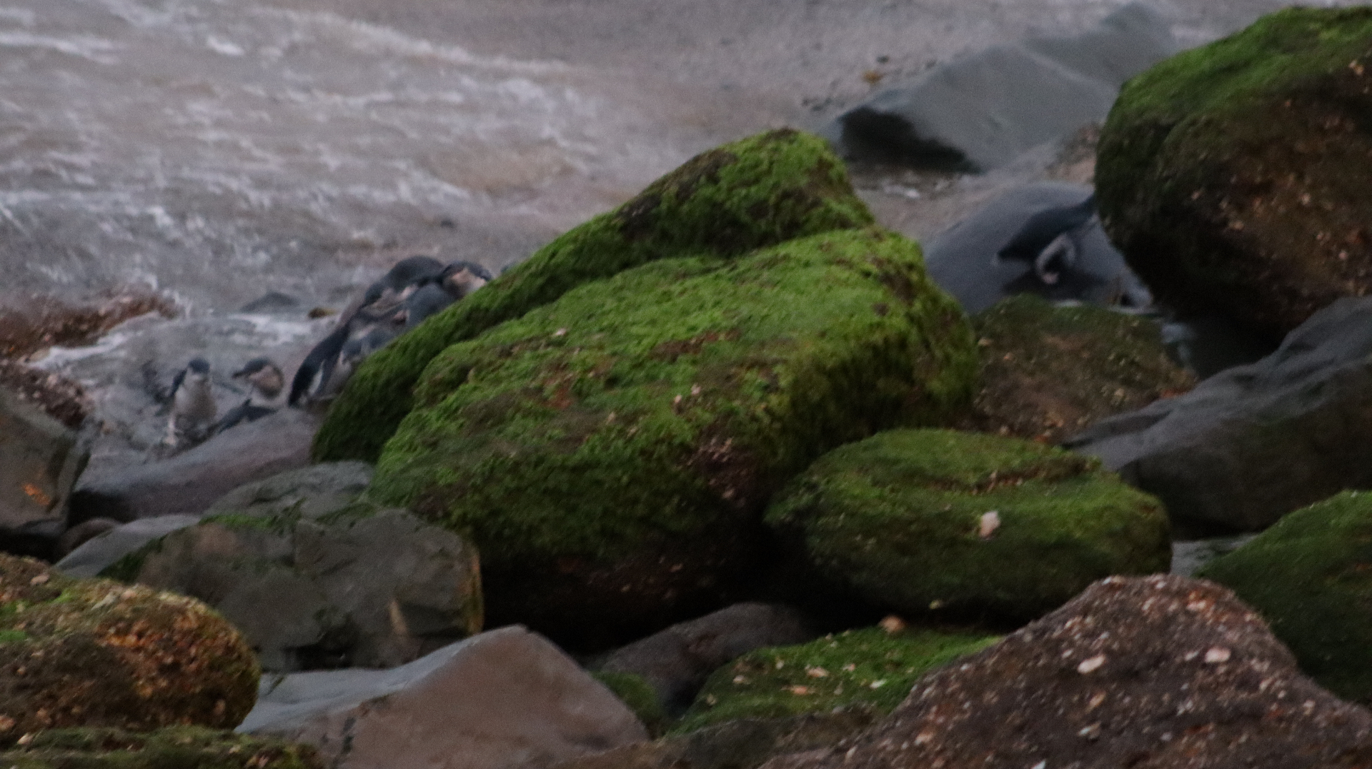 Moss-covered rocks on a shoreline at dusk, with penguins blurred in the background