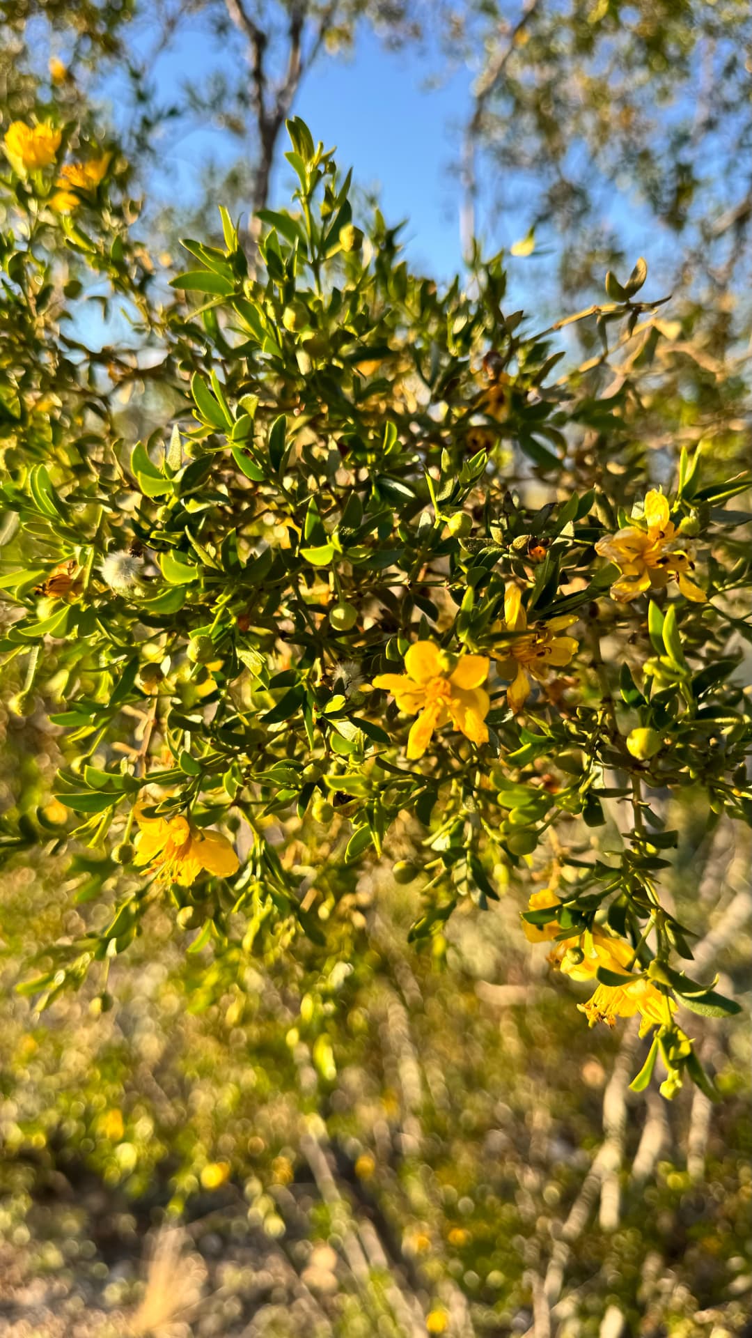 Yellow blossoms in the last light
