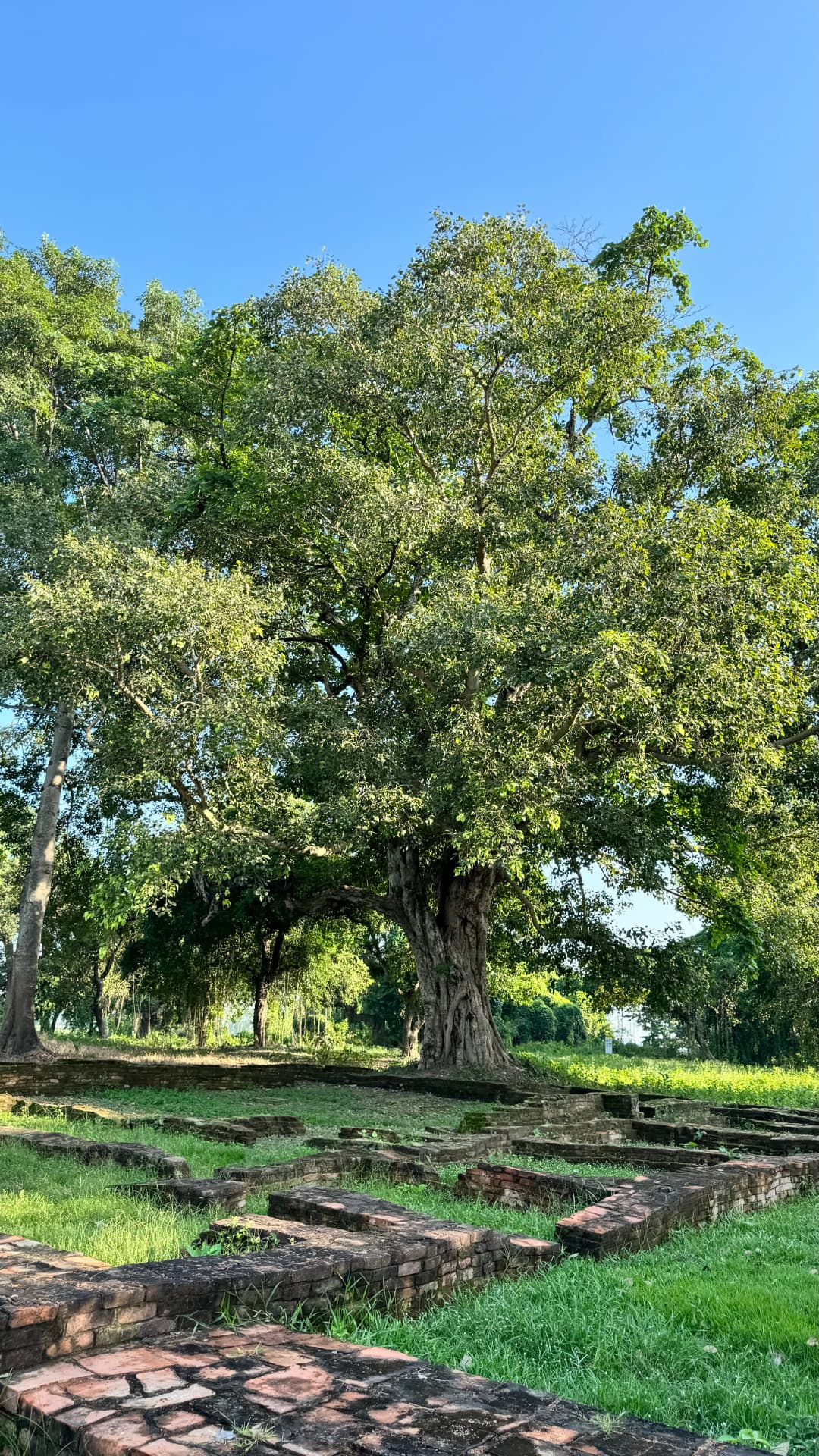 Low brick foundations lie beneath the spreading branches of a tree. — Sacred sites near Lumbini, Nepal.