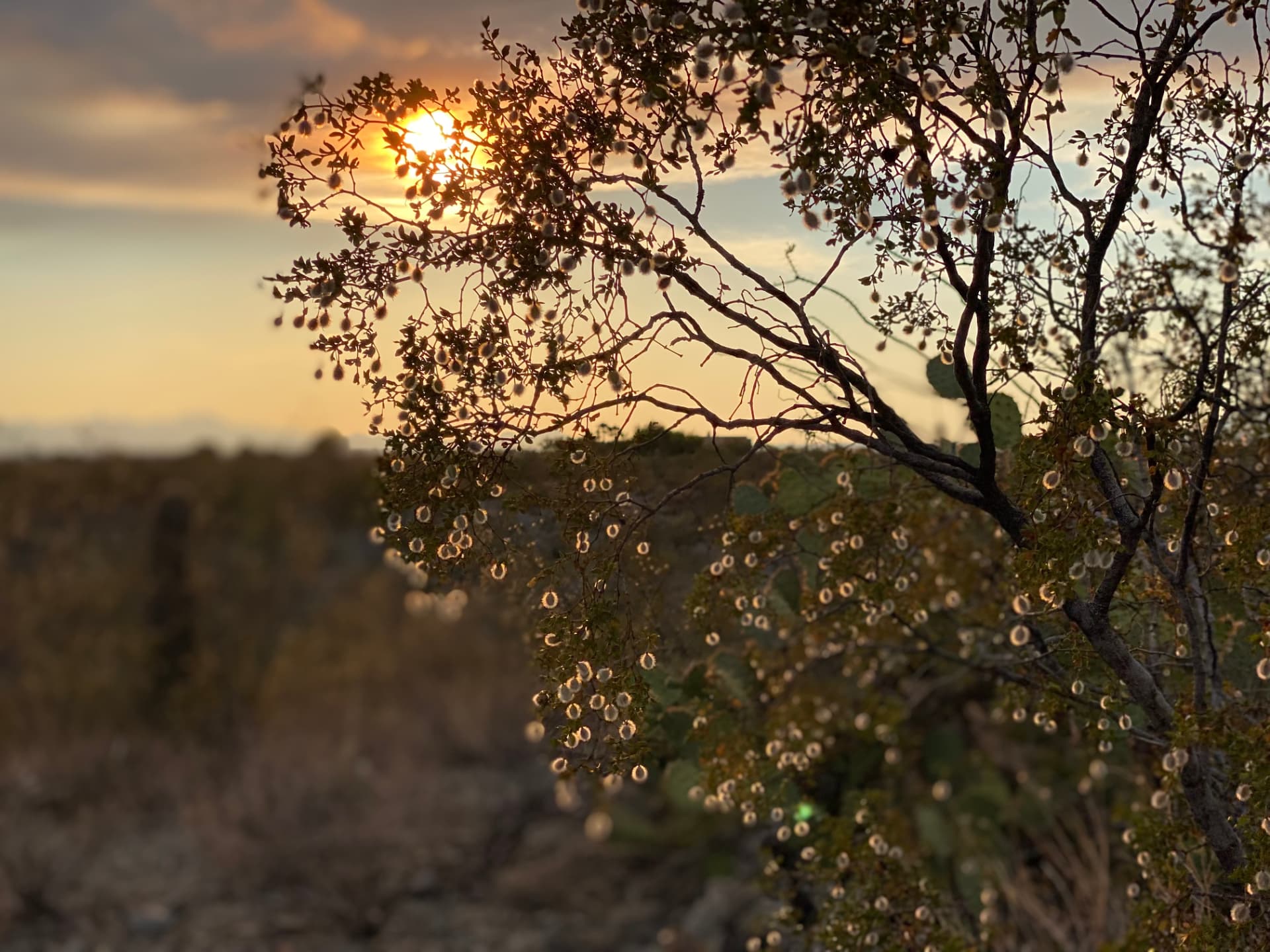 Sunlight through the desert branches