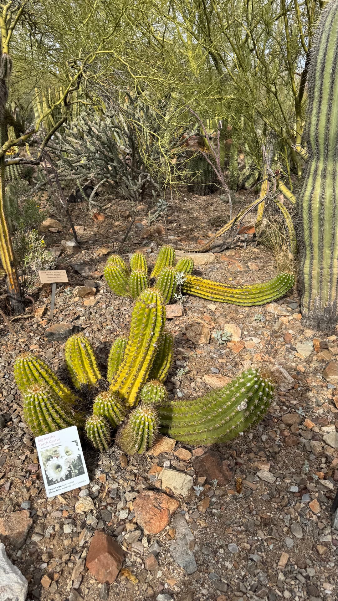 Saguaro National Park and Tucson travel photograph 30