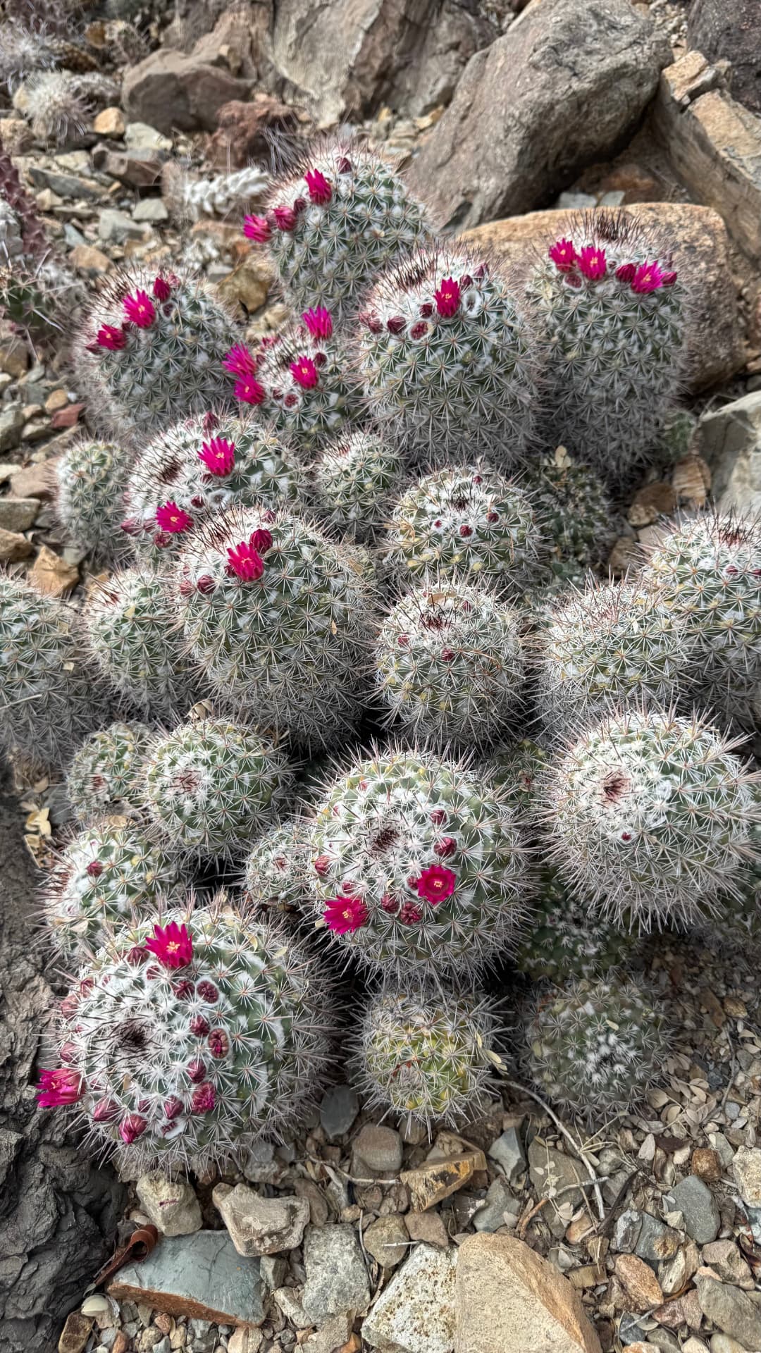 Cactus flowers among the rocks
