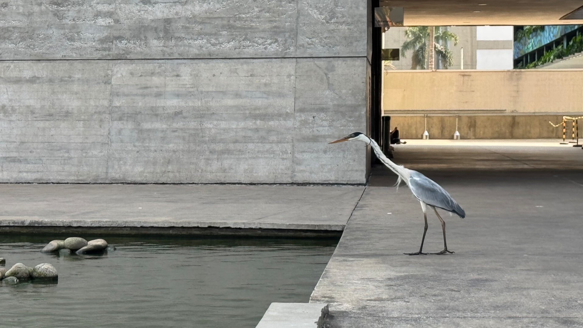 A heron standing beside a reflecting pool near the cathedral