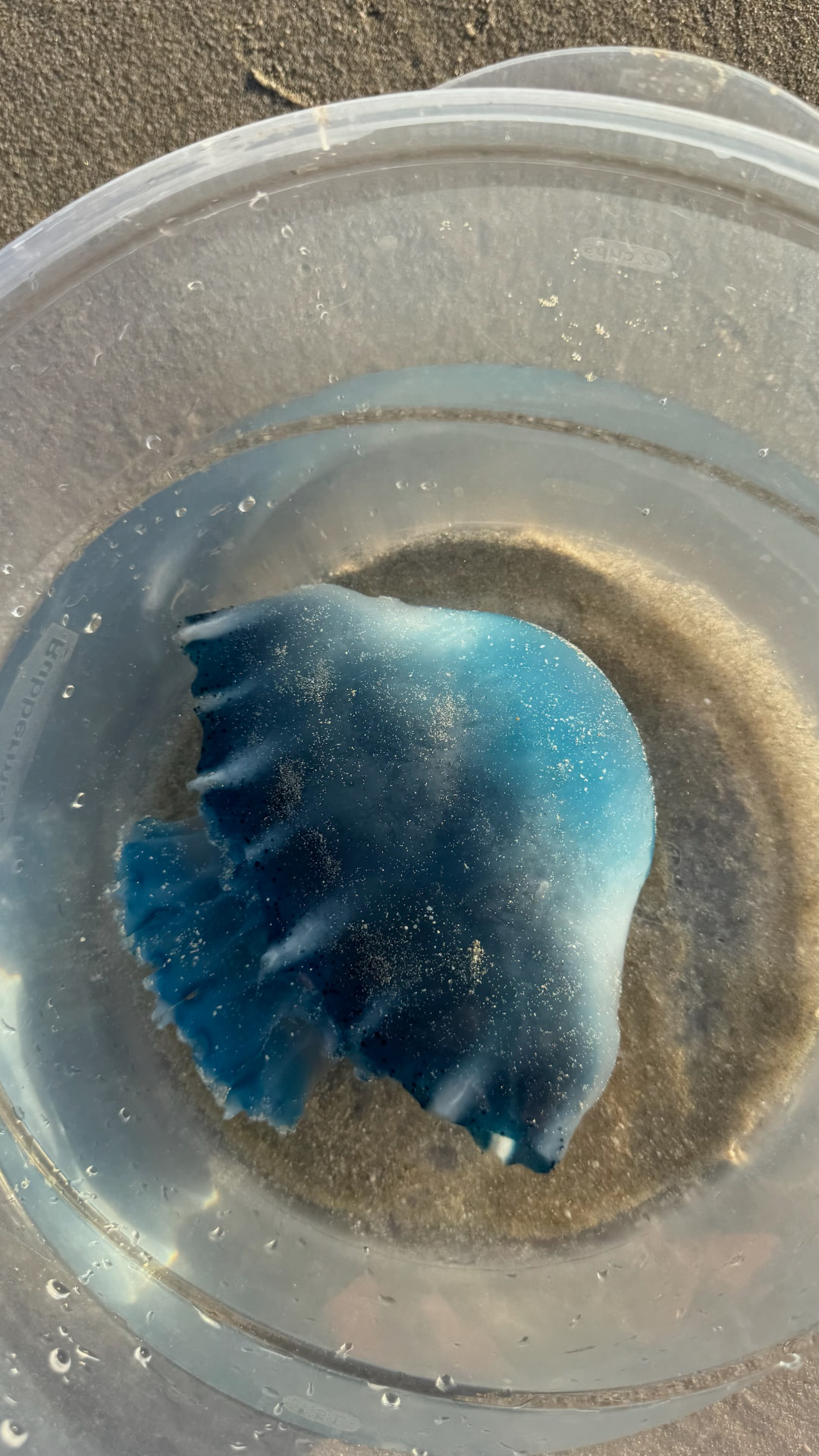 Blue jellyfish resting in a clear container of seawater