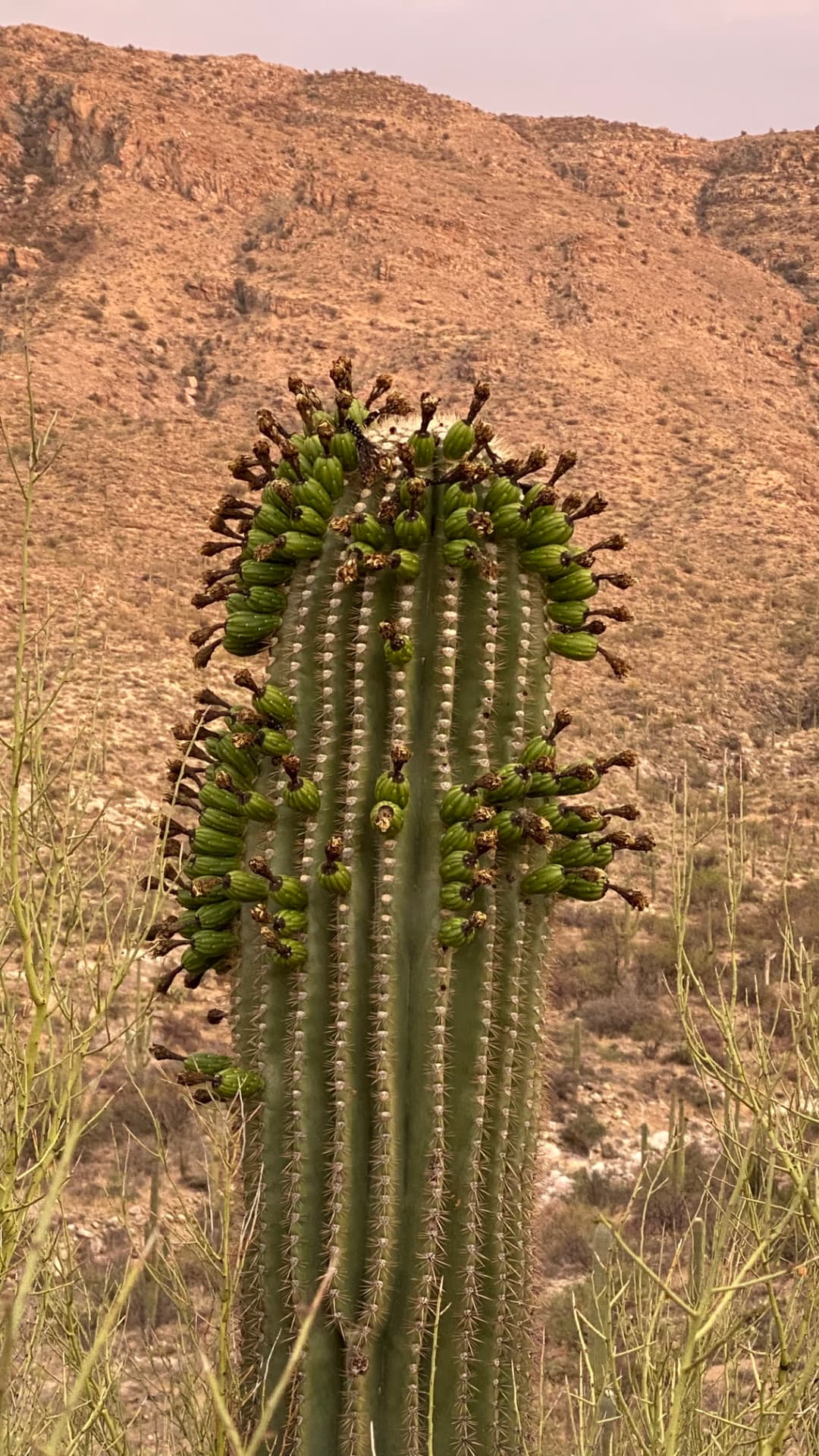 Saguaro National Park and Tucson travel photograph 13