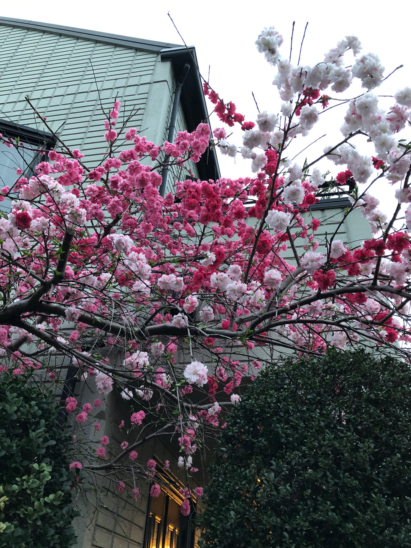 Pink and white cherry blossoms spreading across a residential garden