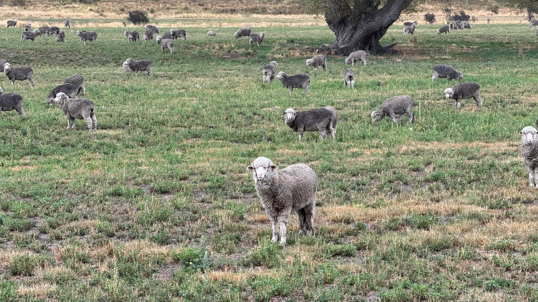 A flock of sheep grazing in a grassy field, with one ewe facing the camera in the foreground