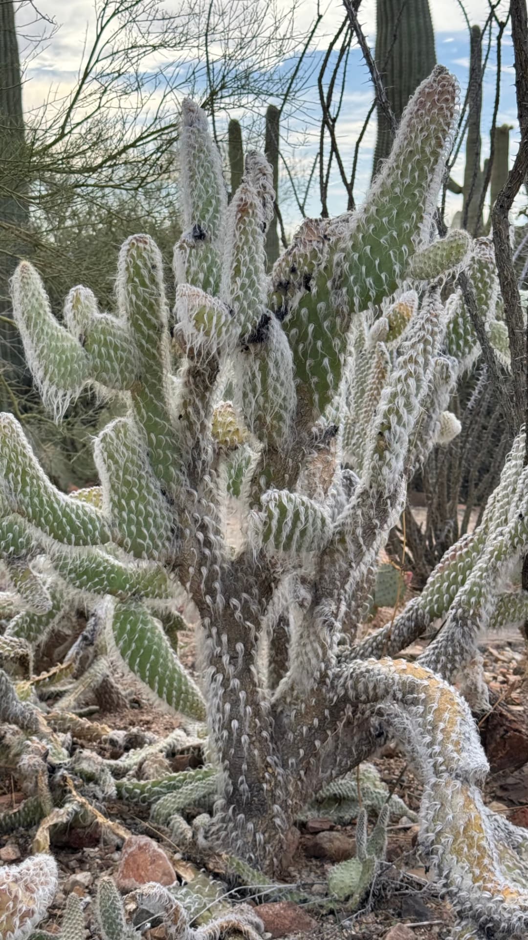 Saguaro National Park and Tucson travel photograph 39