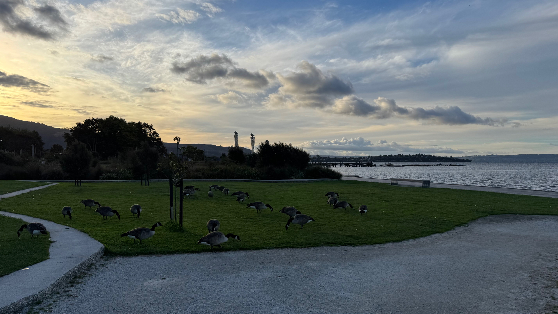 Canada geese grazing on a lakeside lawn at sunset, with a jetty and hills across the water