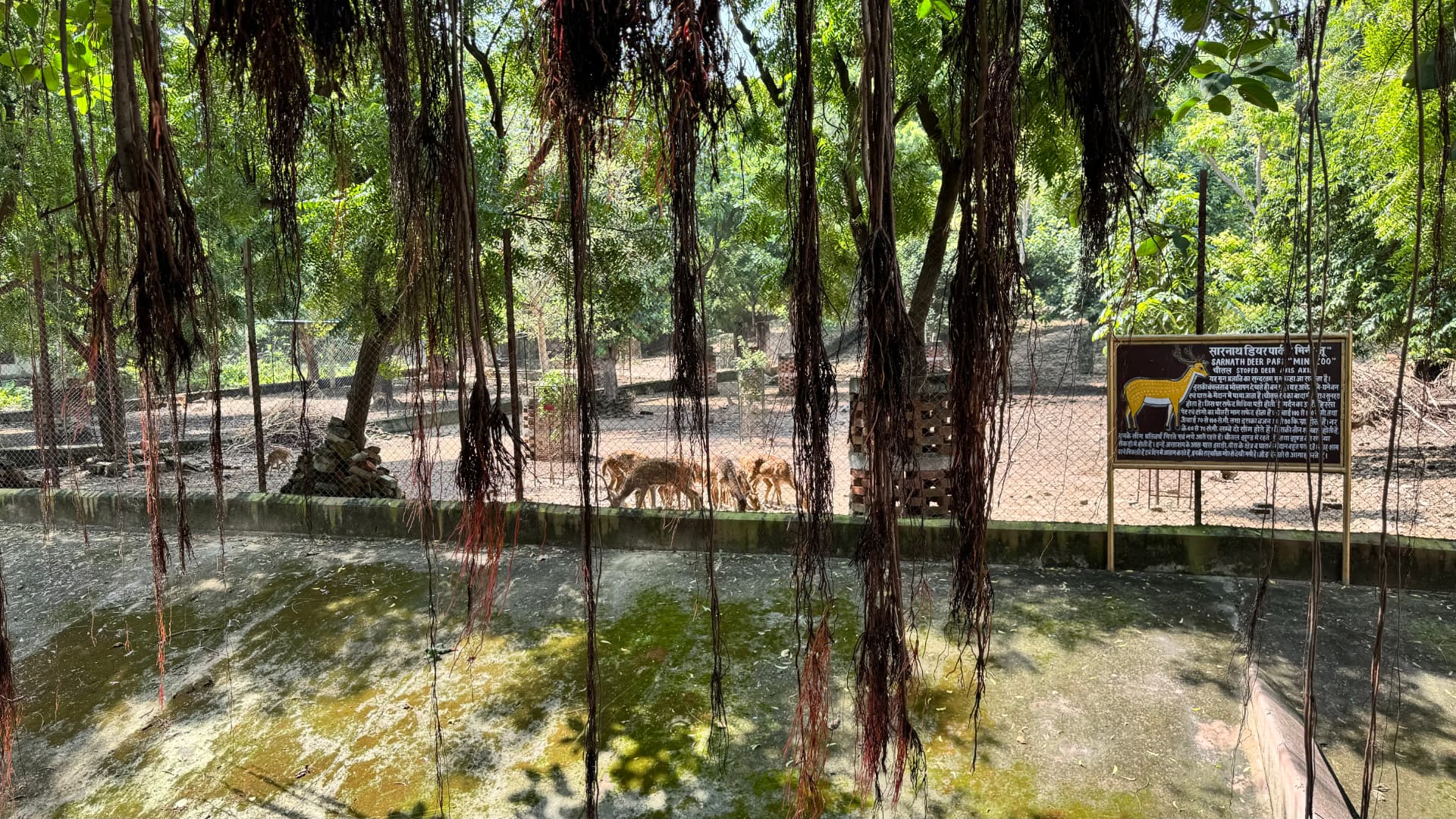 Trees shade a quiet water feature in the temple grounds. — Sarnath, Uttar Pradesh, India.