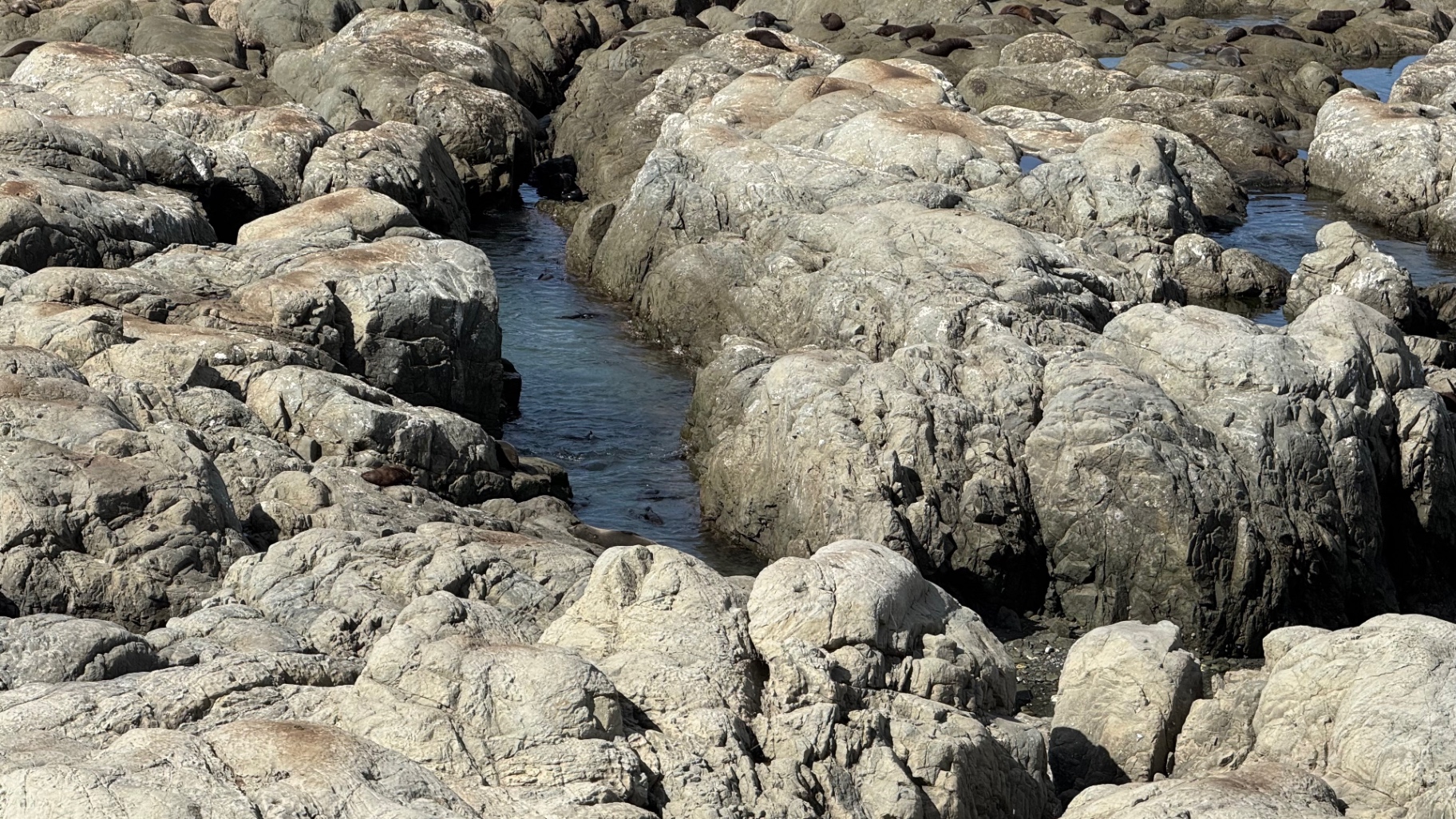 Seals resting among grey limestone rocks and tidal channels on the Kaikōura shore