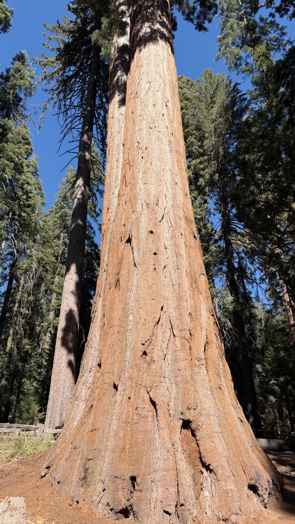 A wide sequoia trunk flaring at the base, seen from below against a blue sky