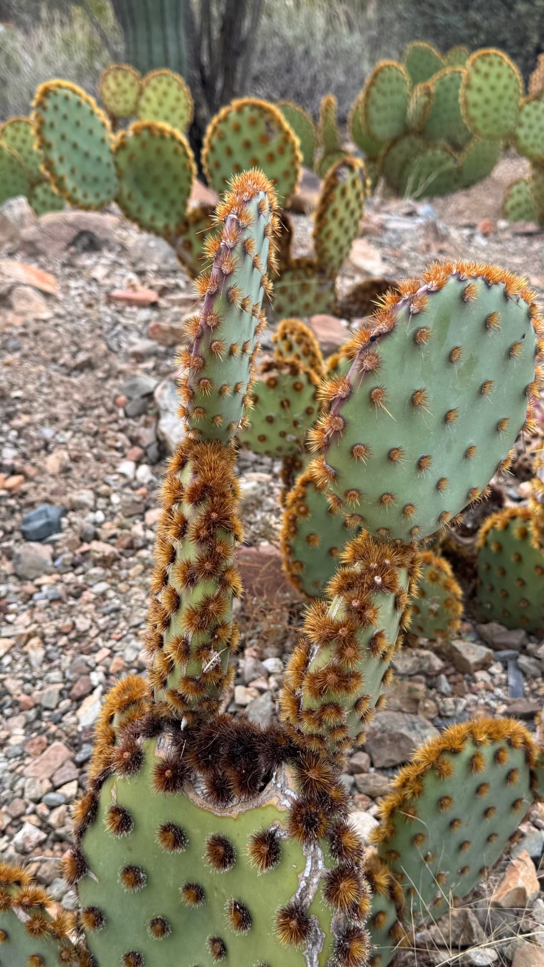 Saguaro National Park and Tucson travel photograph 37
