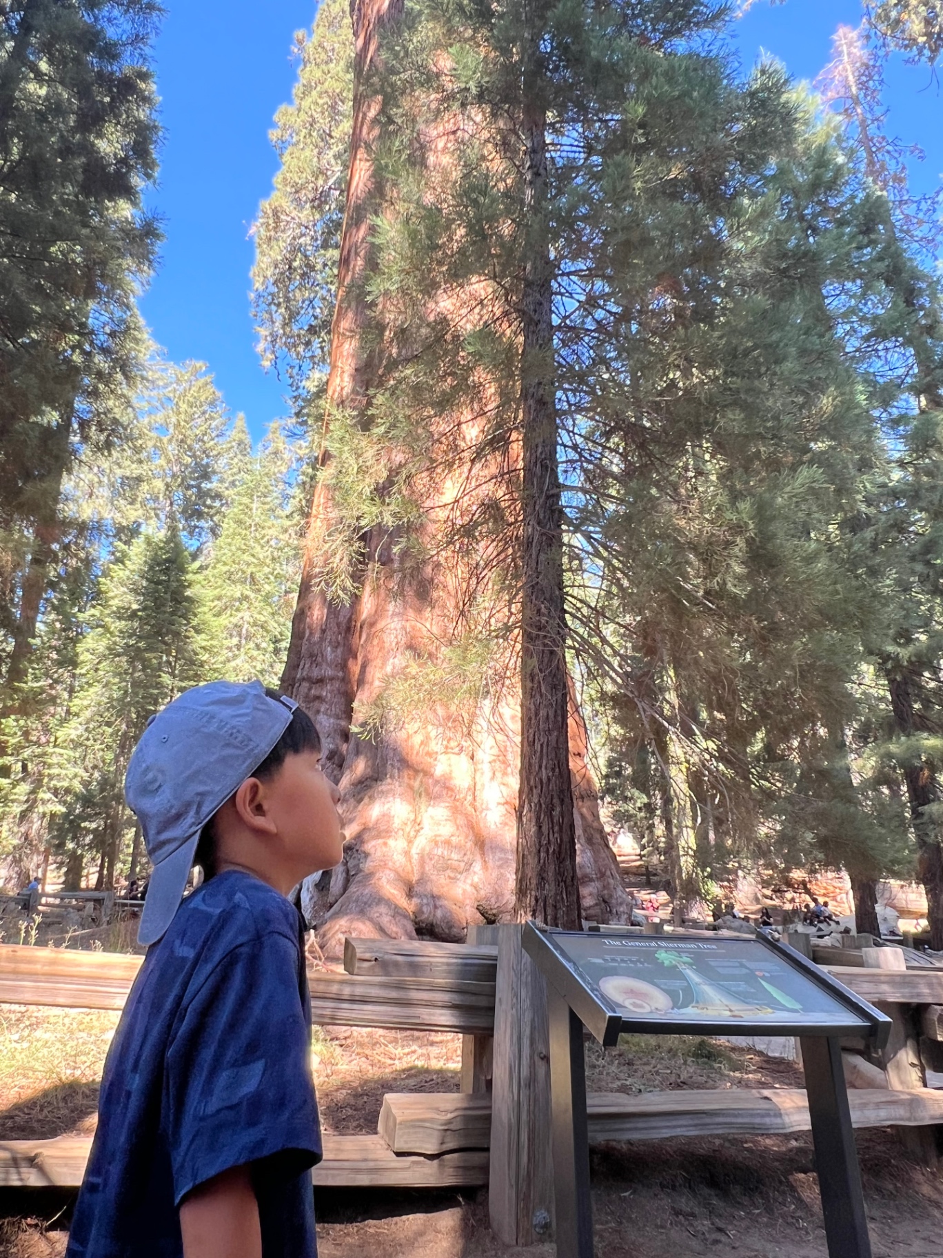 A boy in a blue cap looking toward the General Sherman Tree