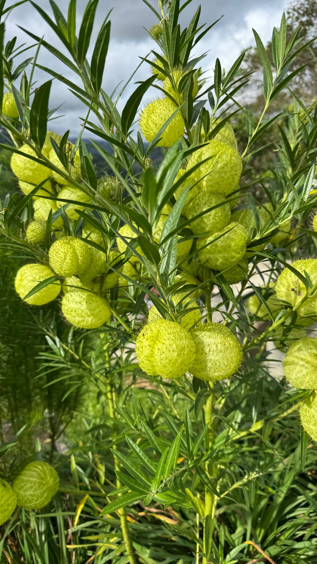 A close look at the plants in Kota Kinabalu, 2025