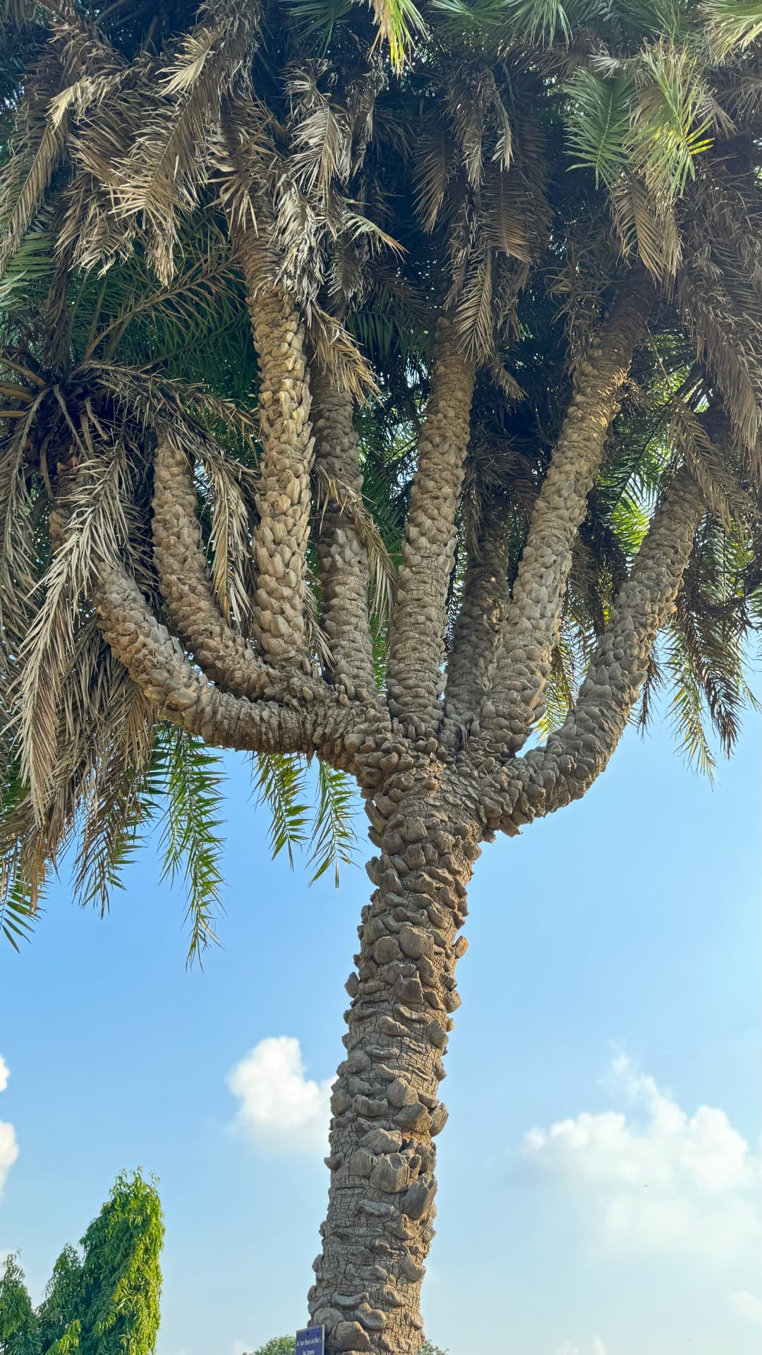 A tall palm tree spreads its crown against the blue sky. — Nalanda, Bihar, India · Patna chapter.