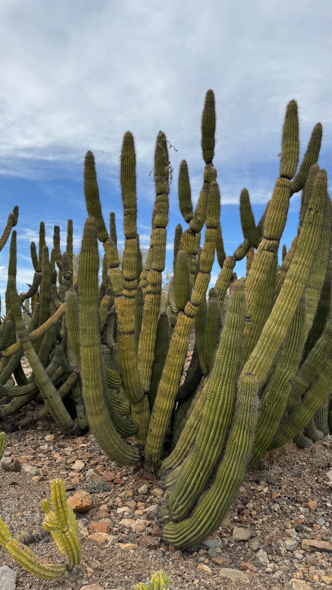 Saguaro National Park and Tucson travel photograph 45